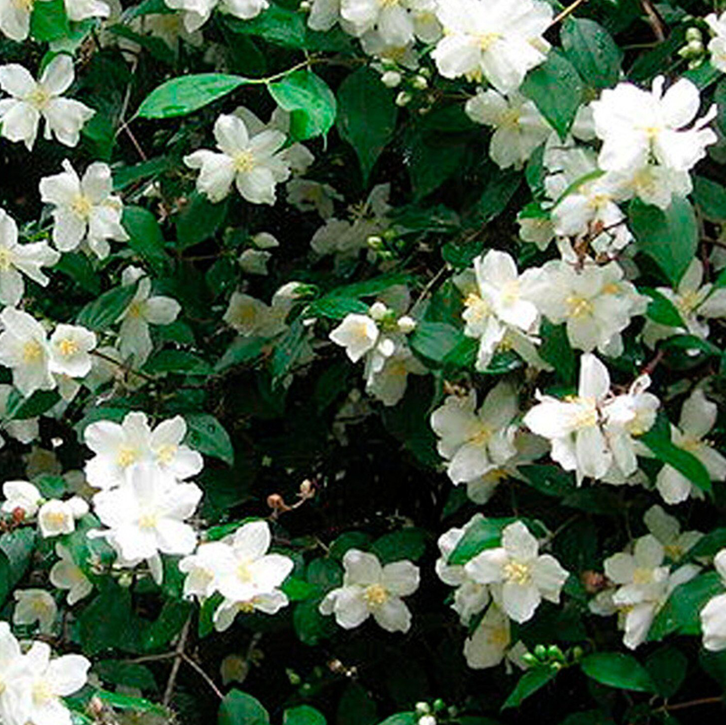 Изображение товара Саженец Жасмин V1,5 H20 в ассортименте