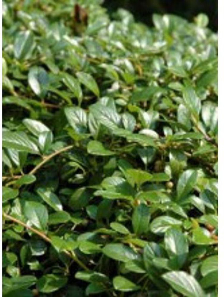 Изображение товара Растение Кизильник блестящий в ассортименте ПОИСК V1,5 H20