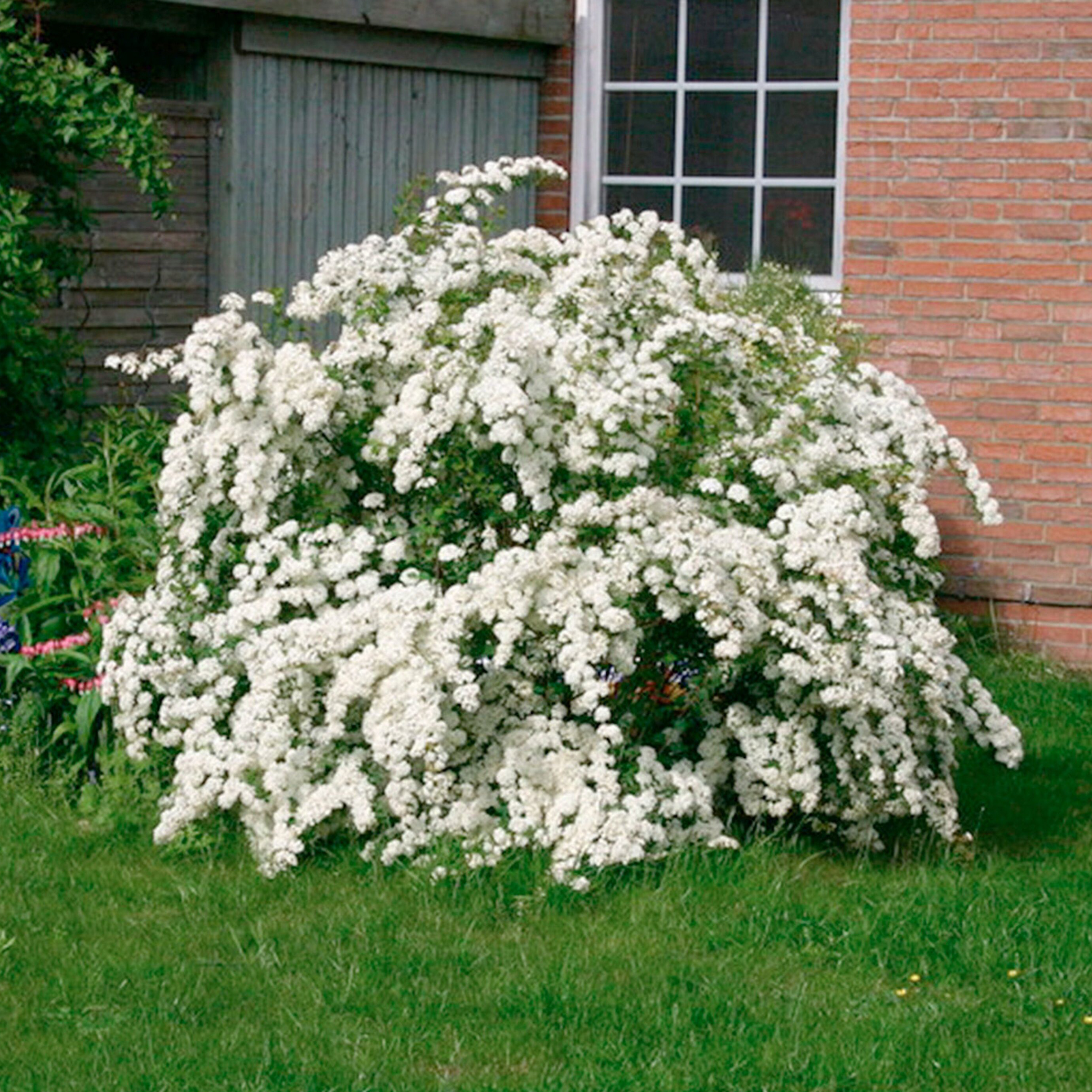 Спирея ниппонская snowmound. Спирея ван-гутта (spiraea vanhouttei). Вангутта спирея вангутта. Спирея вангутта medeloch. Спирея вангутта.