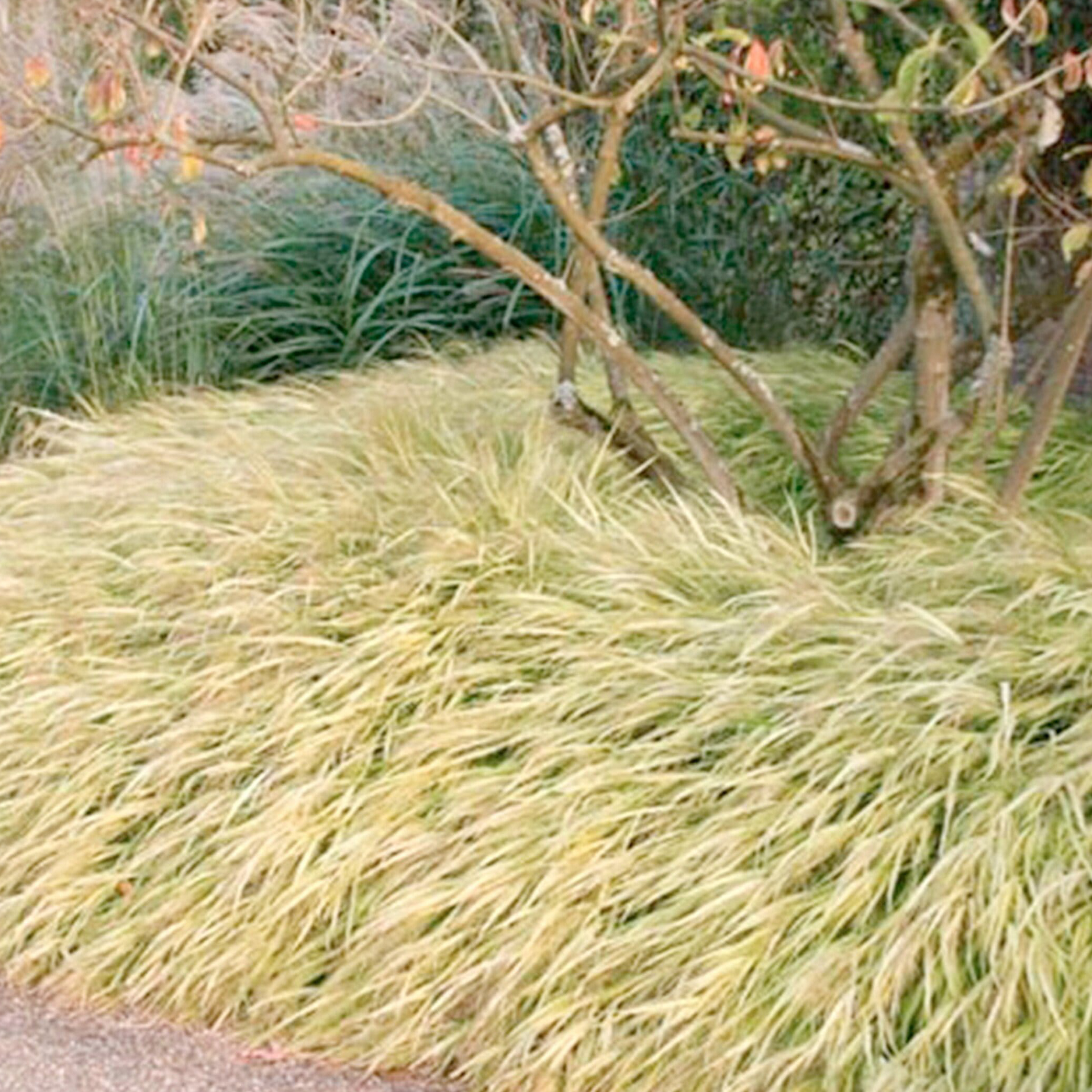 Изображение товара Саженец Злаки С2 H30 в ассортименте