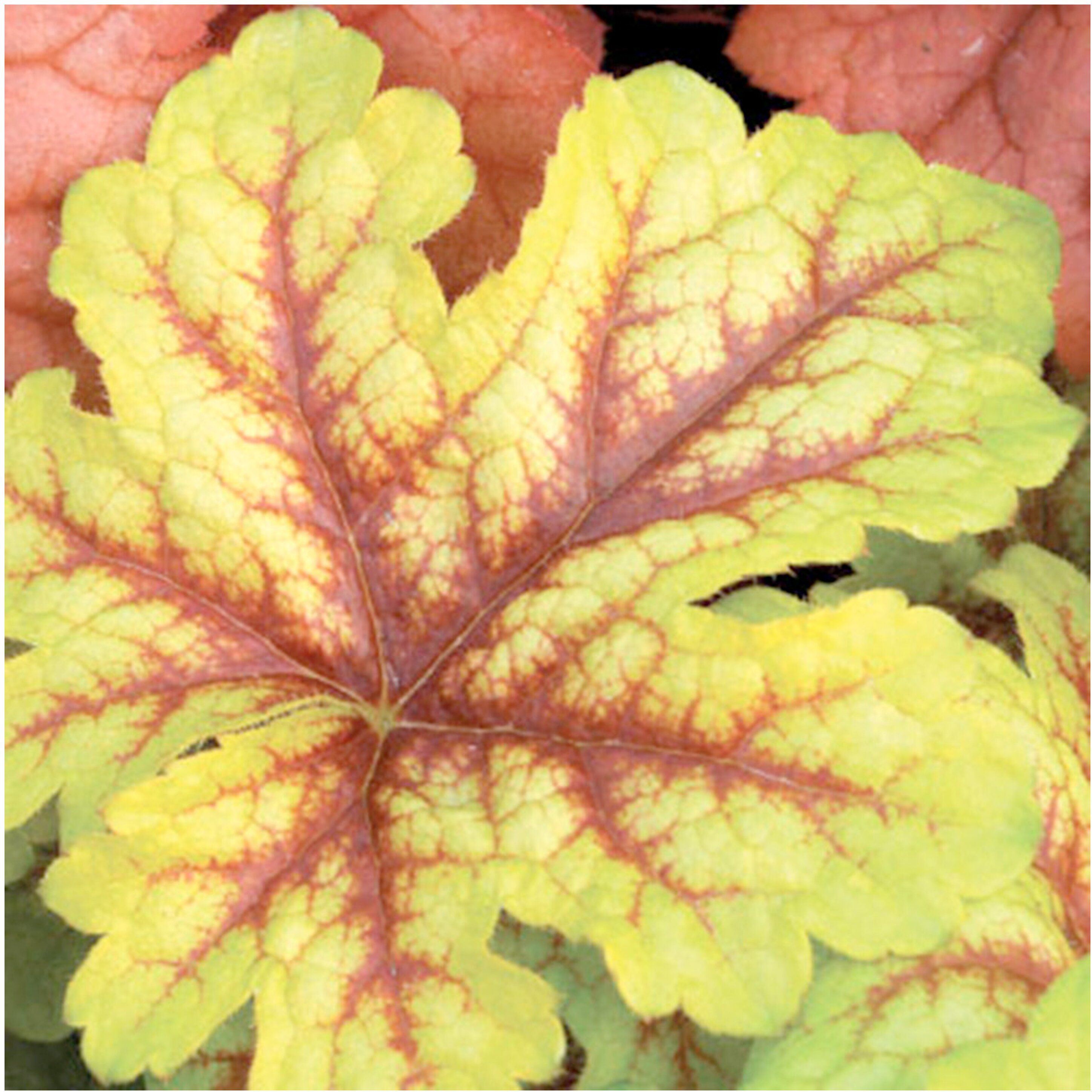 Изображение товара Саженец Гейхереллы V1.5 H10 микс для сада контейнер