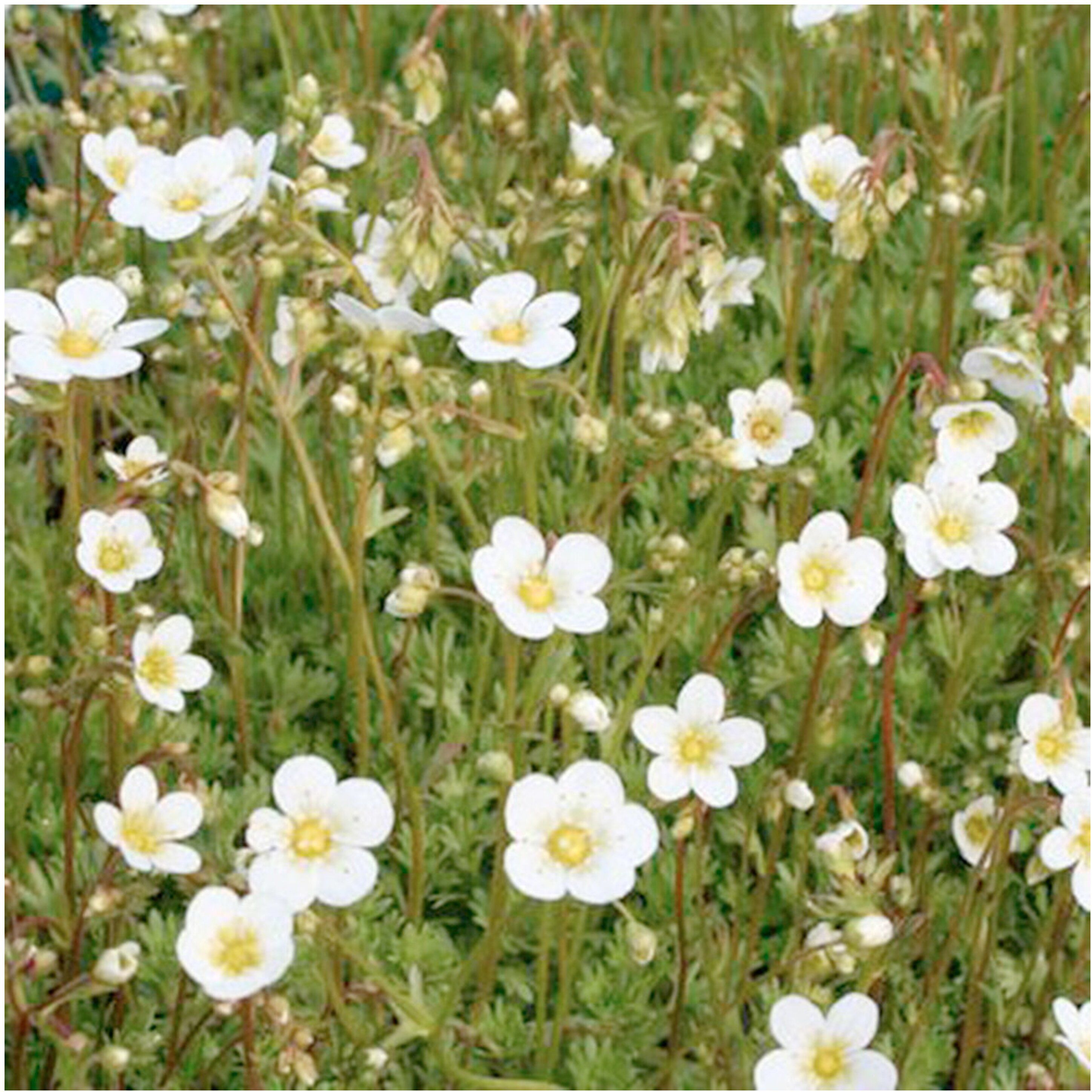 Изображение товара Саженец Камнеломки Р9 H5-10 микс для садов и клумб