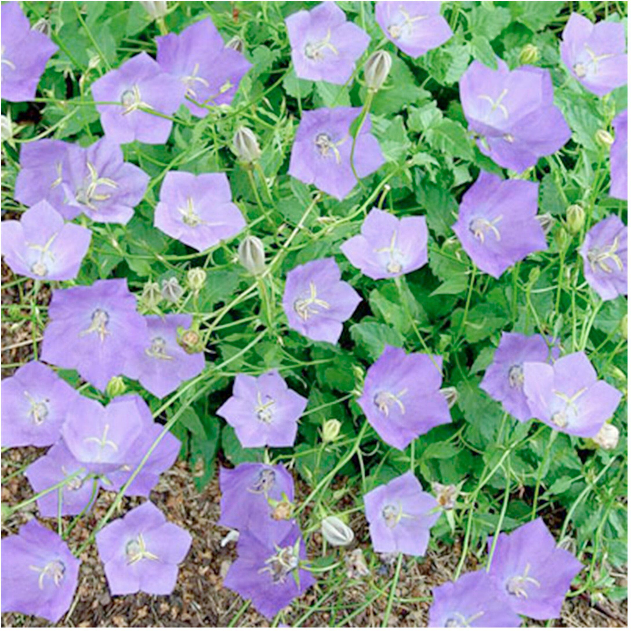 Изображение товара Саженец Колокольчика Р9 H5-10 микс для сада и клумб