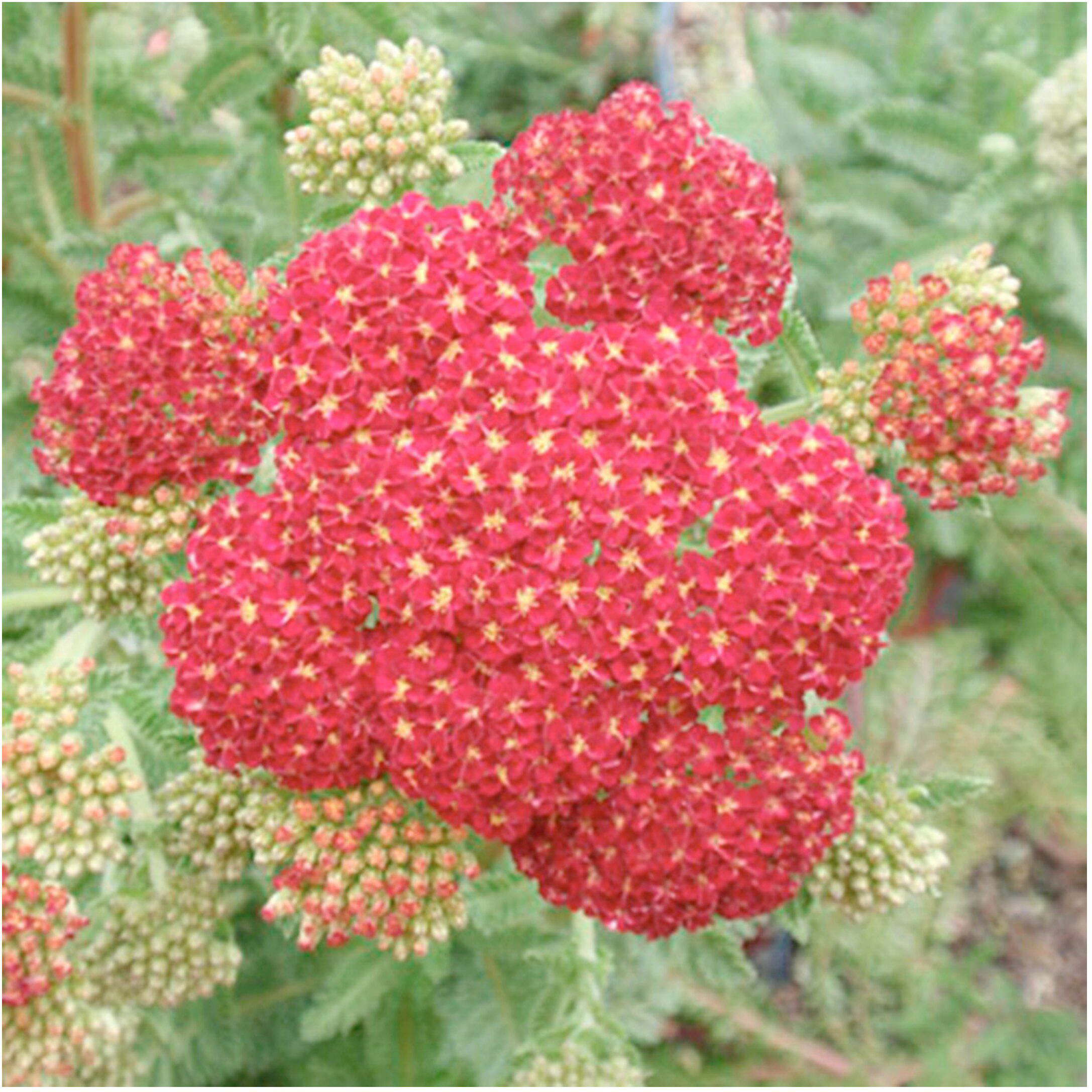 Изображение товара Растение Тысячелистник обыкновенный ПОИСК H10-20, многолетнее декоративное и лечебное