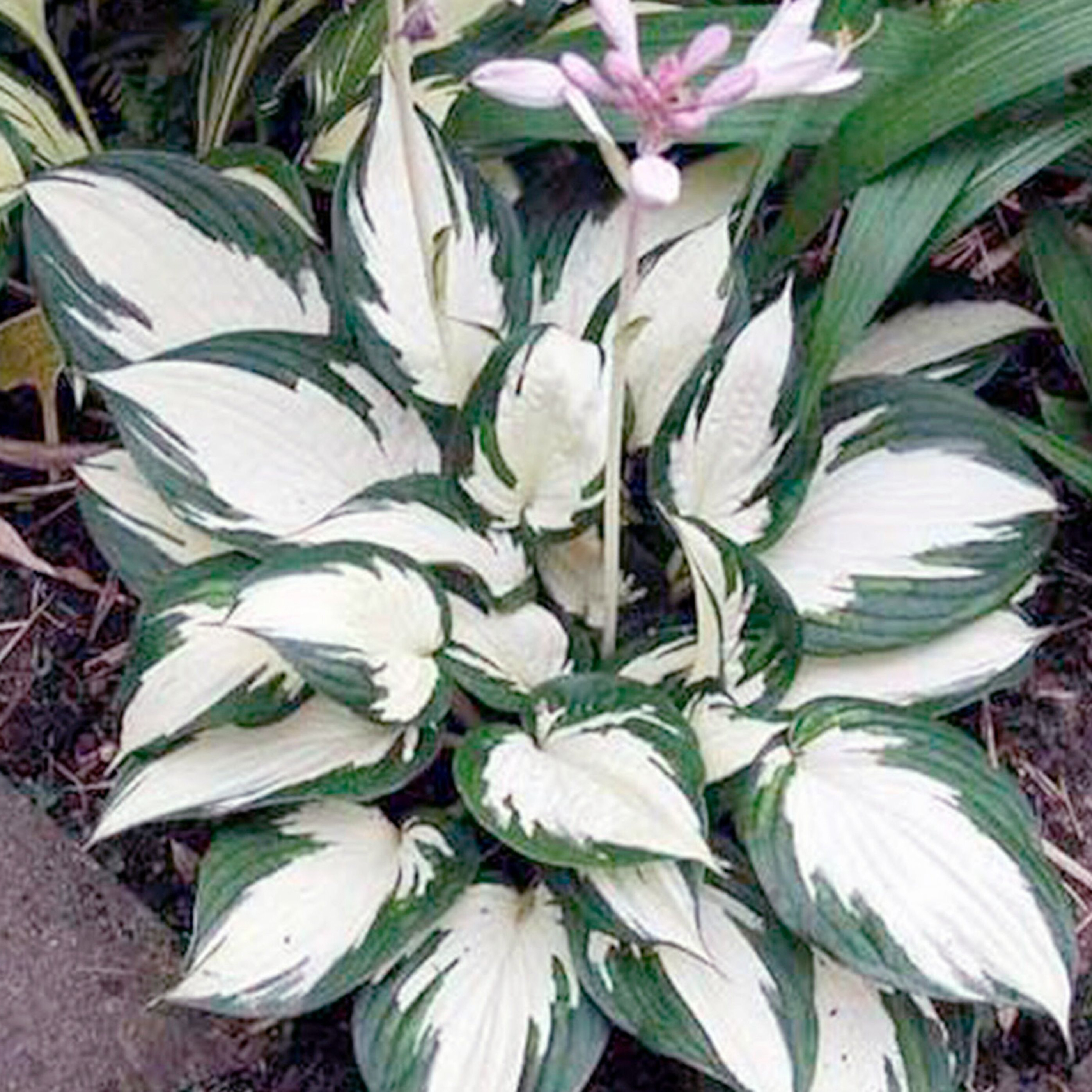 Хоста волнистая медиовариегата. Хоста гибридная файр энд айс. Белые хосты названия. Хоста гибридная (сорт 'enterprise'. Хоста вайт.