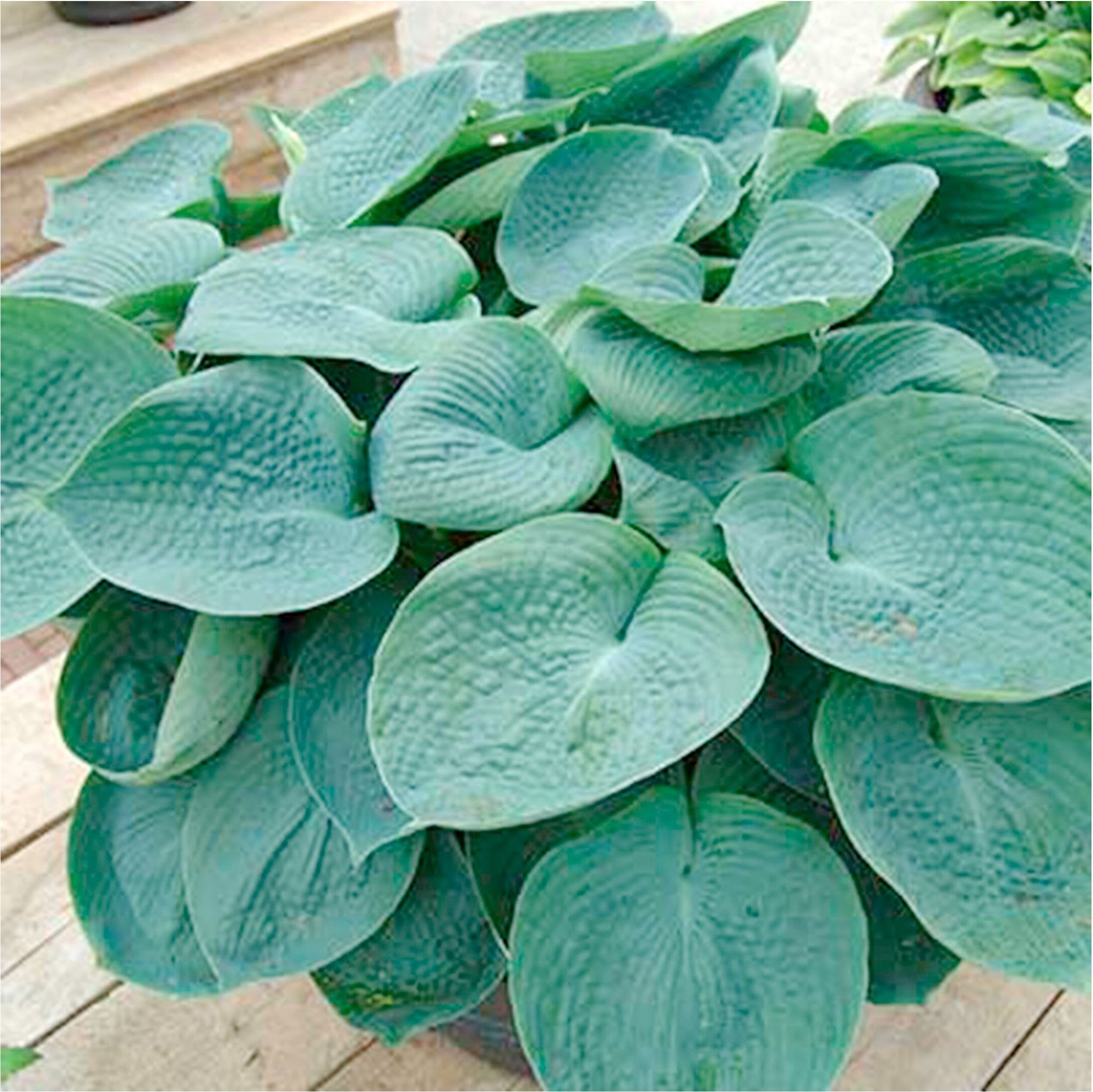 Изображение товара Саженец Хоста ПОИСК микс сортов в горшке 1.5 л мощная зимостойкая