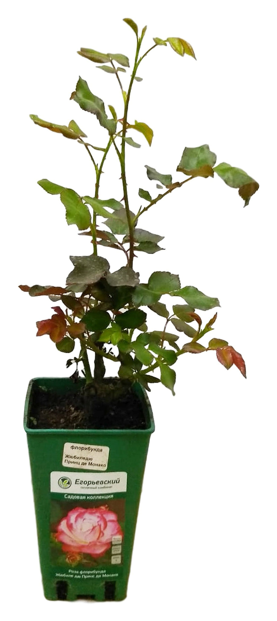 Изображение товара Растение  Роза Meilland  Флорибунда С2Н60