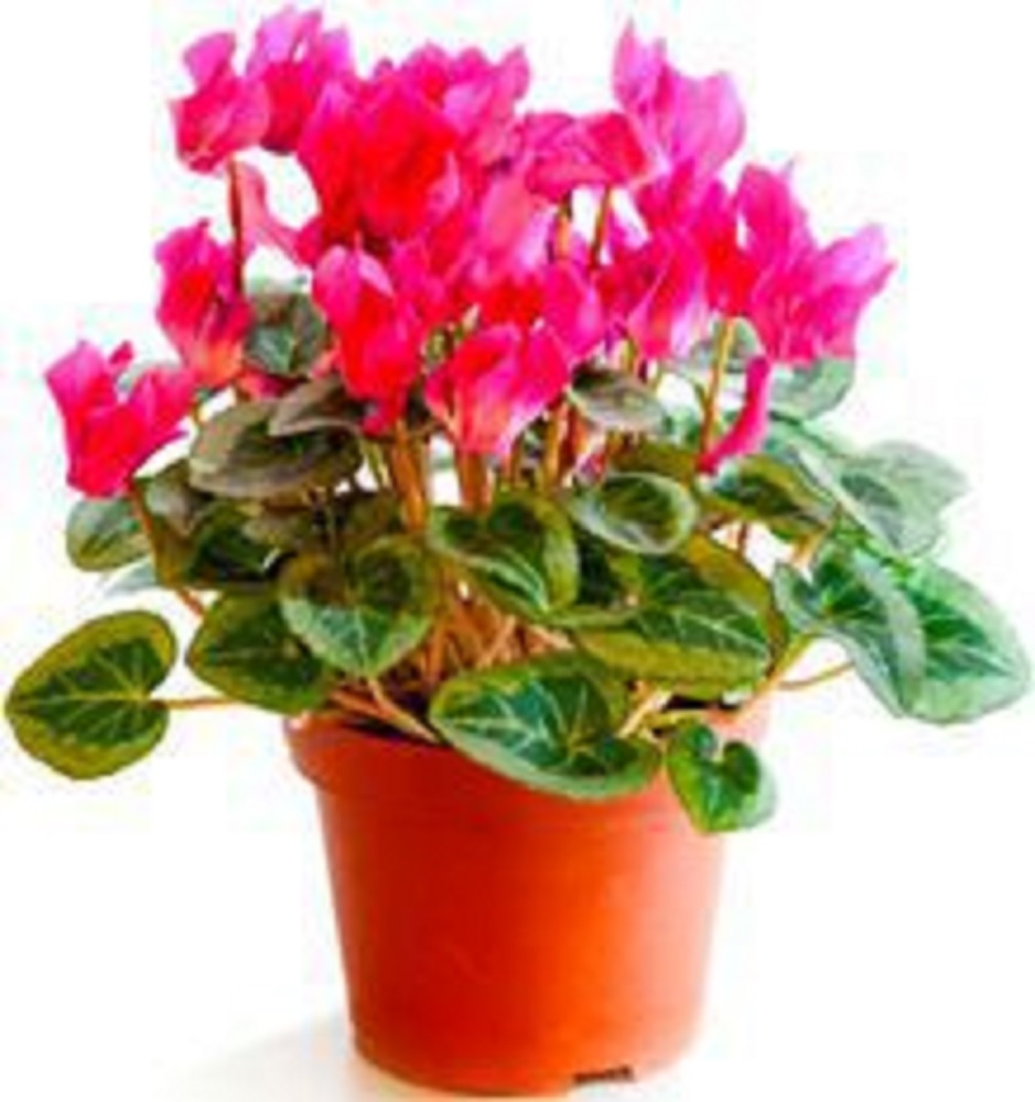 Изображение товара Растение Цикламен 30 см - красивое комнатное растение