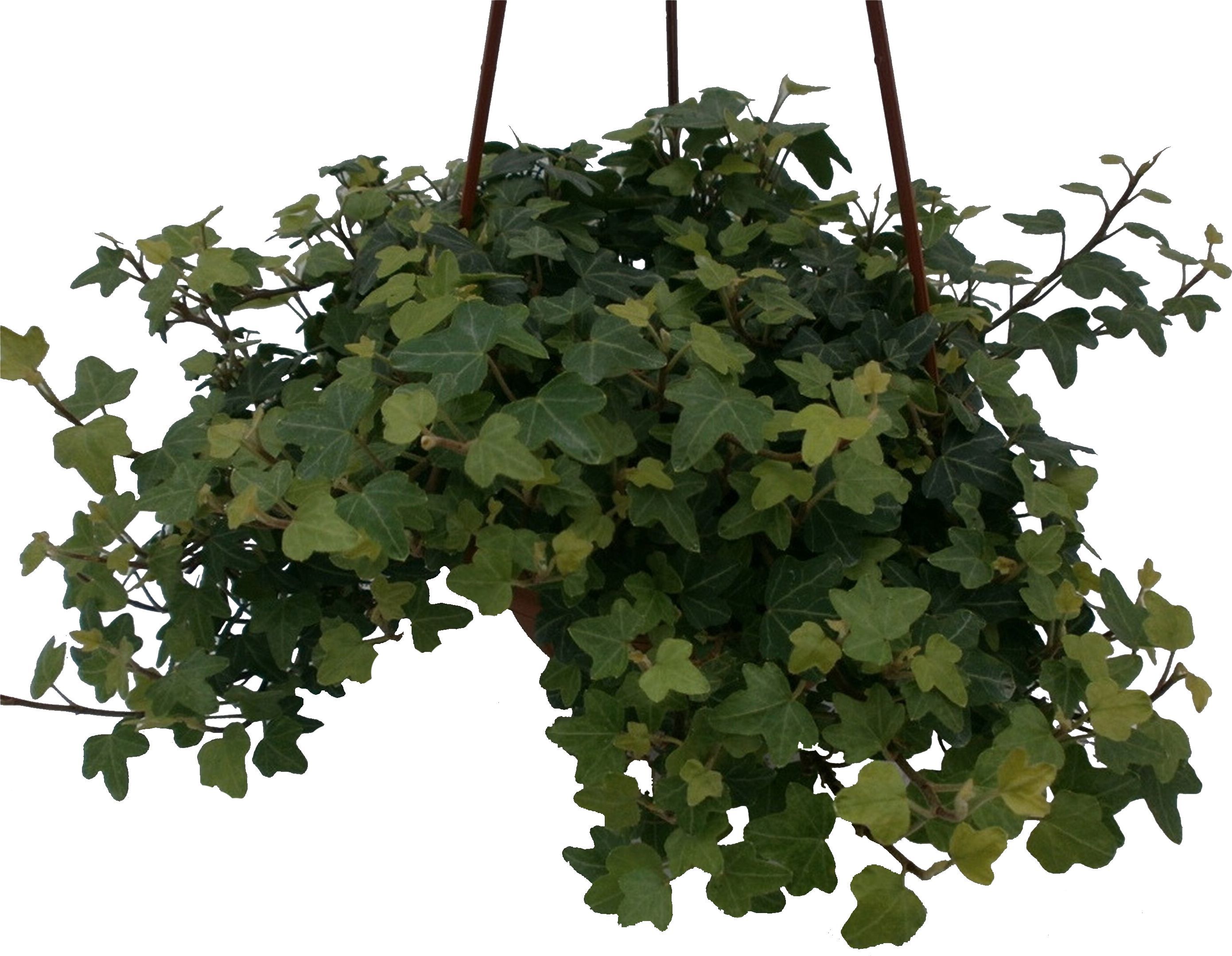 Изображение товара Растение Плющ 35 см в ассортименте - декоративное растение для дома и сада