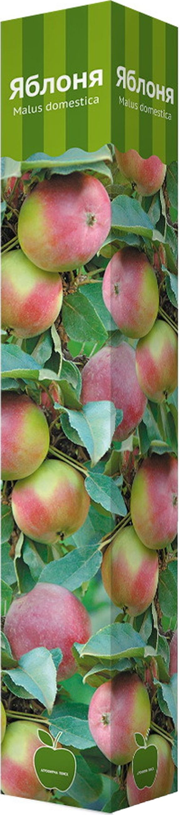 Изображение товара Карликовая яблоня ПОИСК С1 H60 в ассортименте, 3 сорта