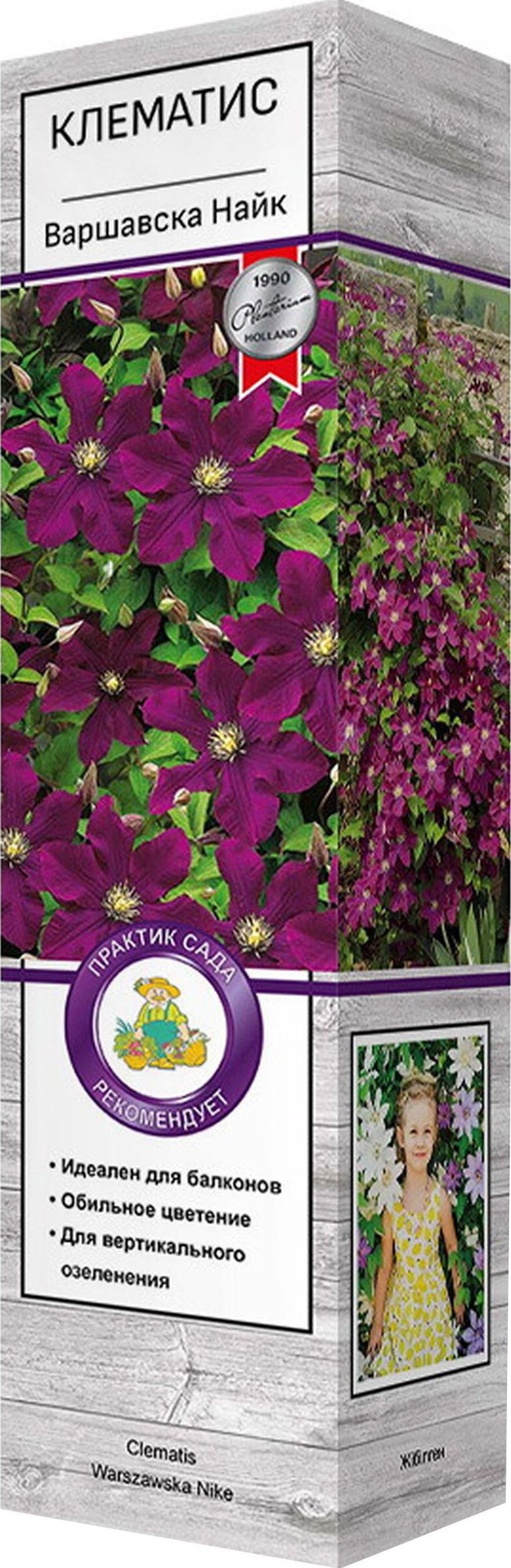 Изображение товара Саженец Клематис Варшавска Найк 2-3 м цвет пурпурно-фиолетовый с золотистыми тычинками