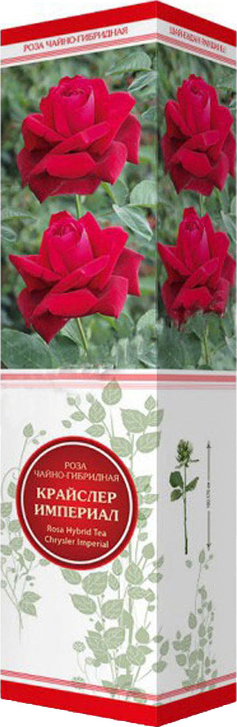Изображение товара Саженец розы Крайслер Империал C1 H37 - махровая малиновая кустовая роза