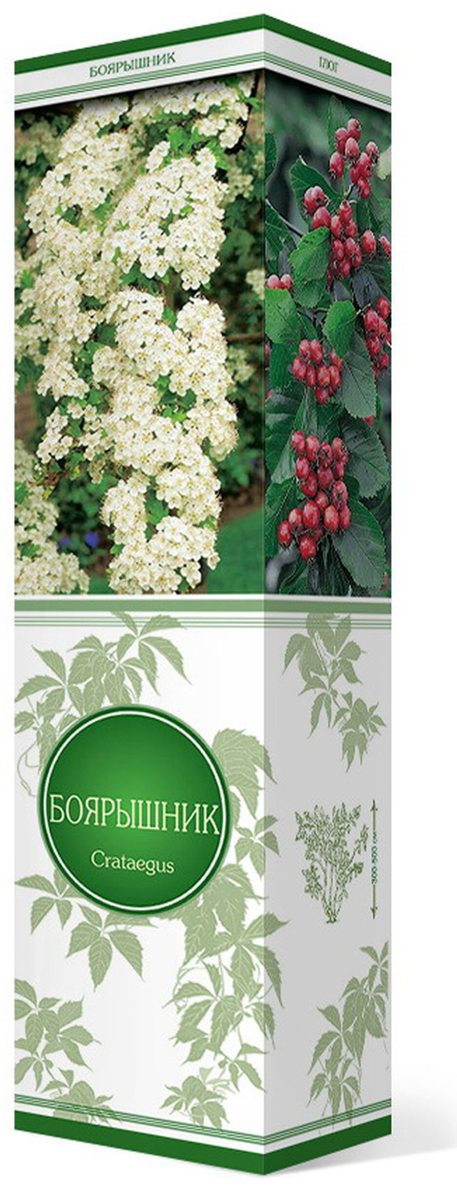 Изображение товара Саженец Боярышник С1 Н37 3 шт в ассортименте 