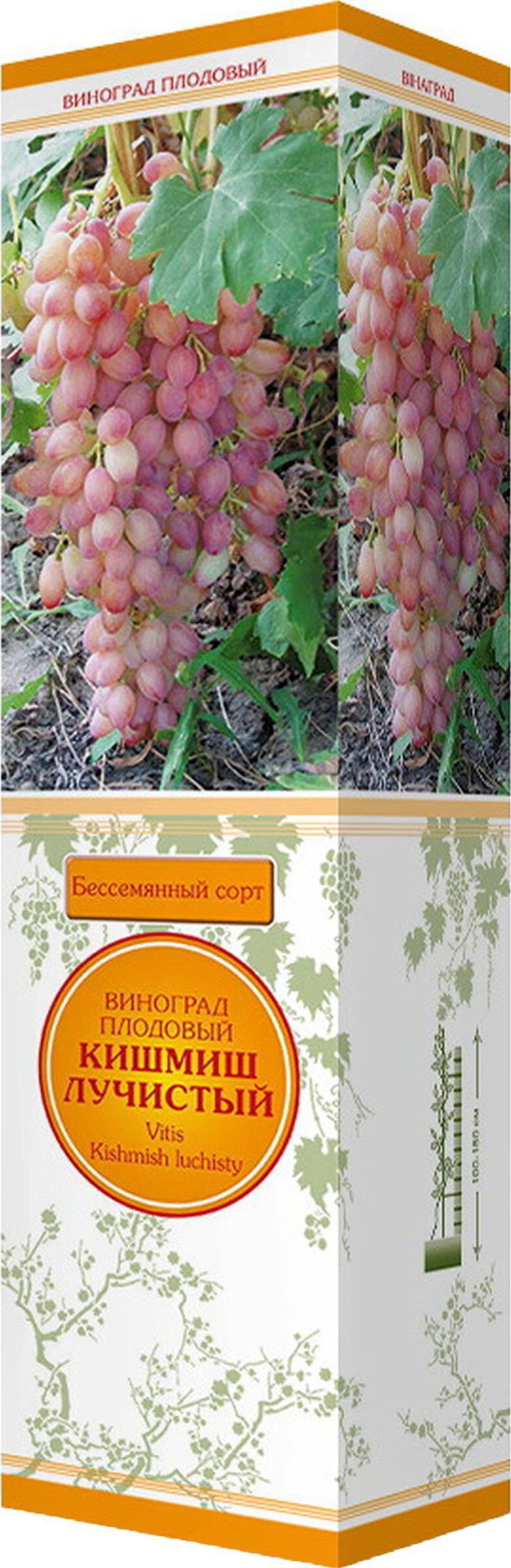 Изображение товара Саженец Виноград Кишмиш С1 Н37 раннеспелый бессемянный высокий урожай