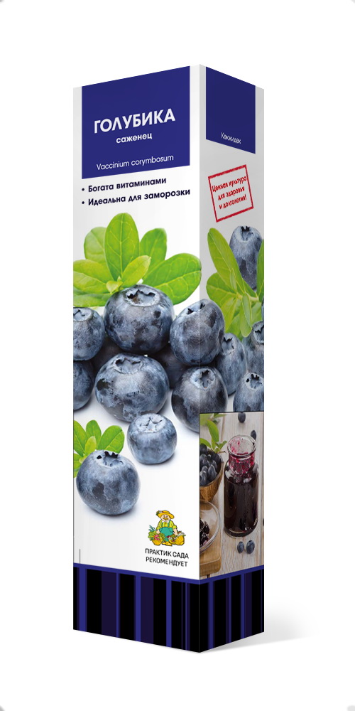 Изображение товара Саженец голубики Нельсон С1 Н37 с крупными ягодами морозостойкий