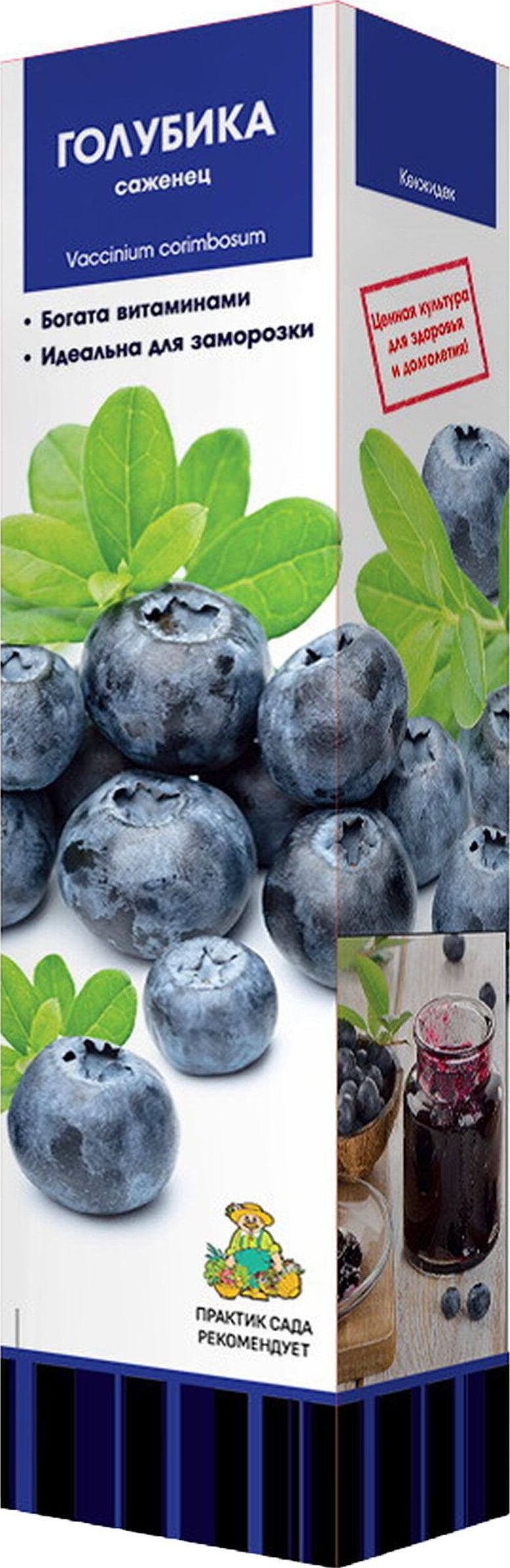 Изображение товара Саженец голубики Патриот С1 Н37 раннеспелый декоративный кустарник ягодный