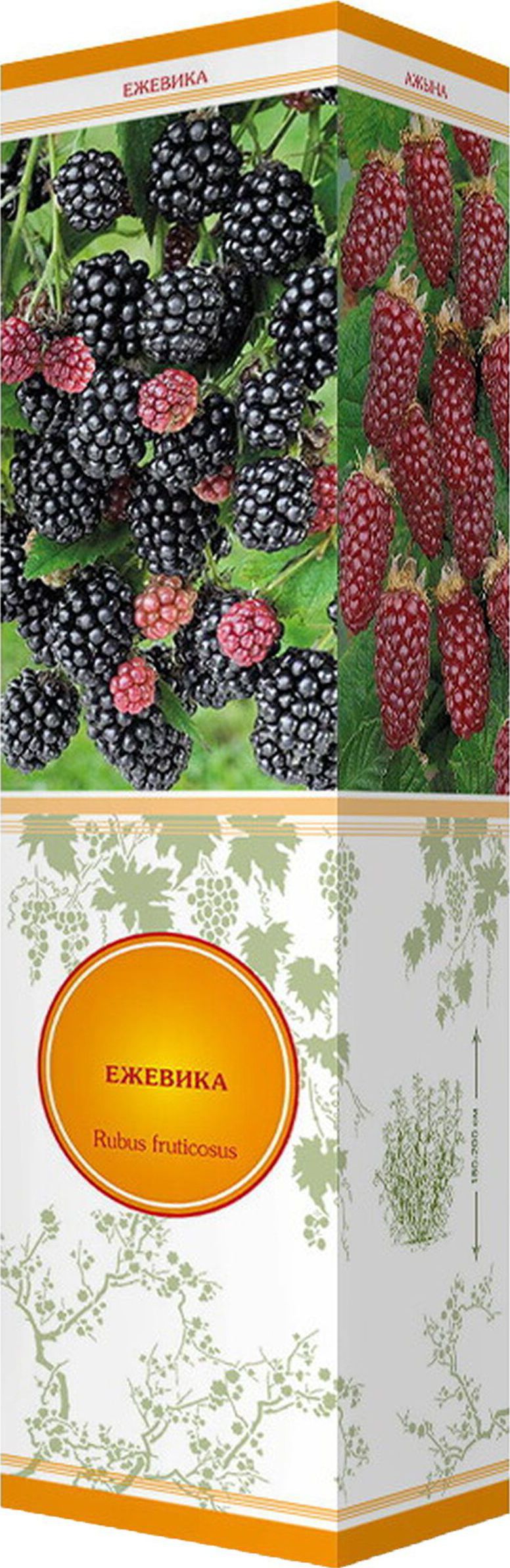 Изображение товара Саженец ежевики Навахо С1 Н37. Среднеспелый сорт, крупные ягоды