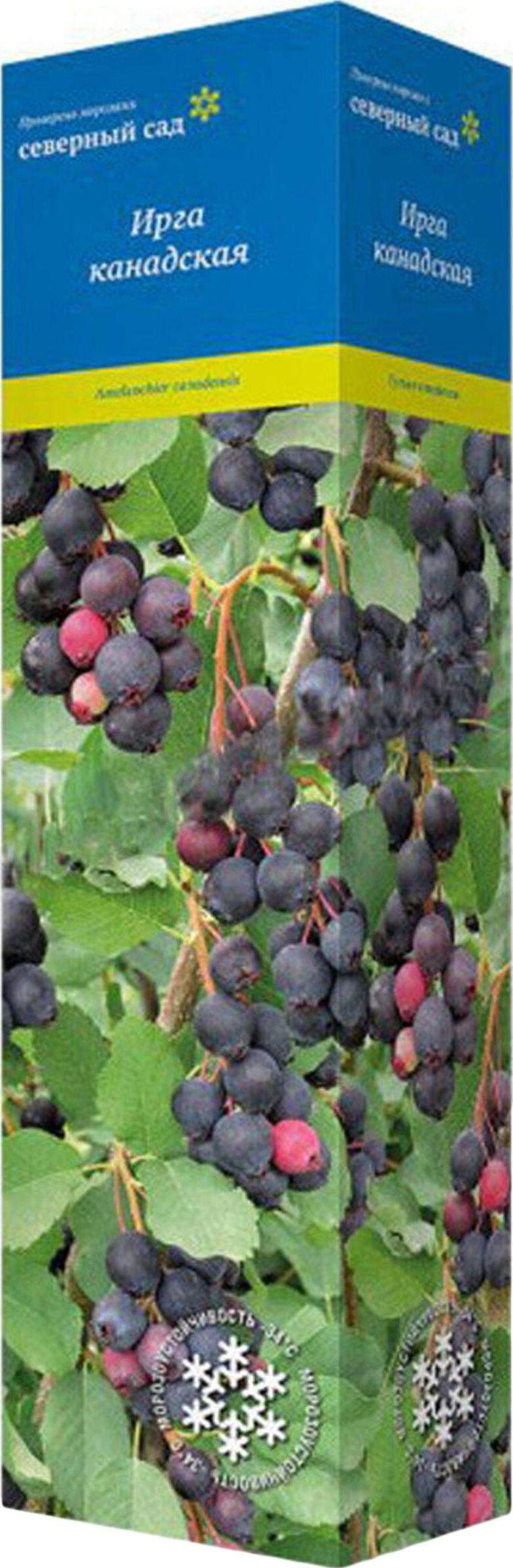 Изображение товара Ирга канадская ПОИСК С1 Н37 — декоративное и плодовое растение, морозоустойчивая, быстрорастущая