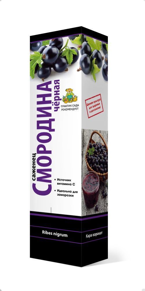 Изображение товара Саженец Смородина черная Петербурженка C1 H37 - крупные сладкие ягоды, морозостойкость