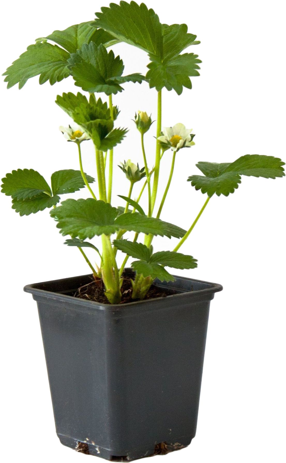 Изображение товара Набор сортов Земляника ПОИСК H15 для садоводов и фермеров