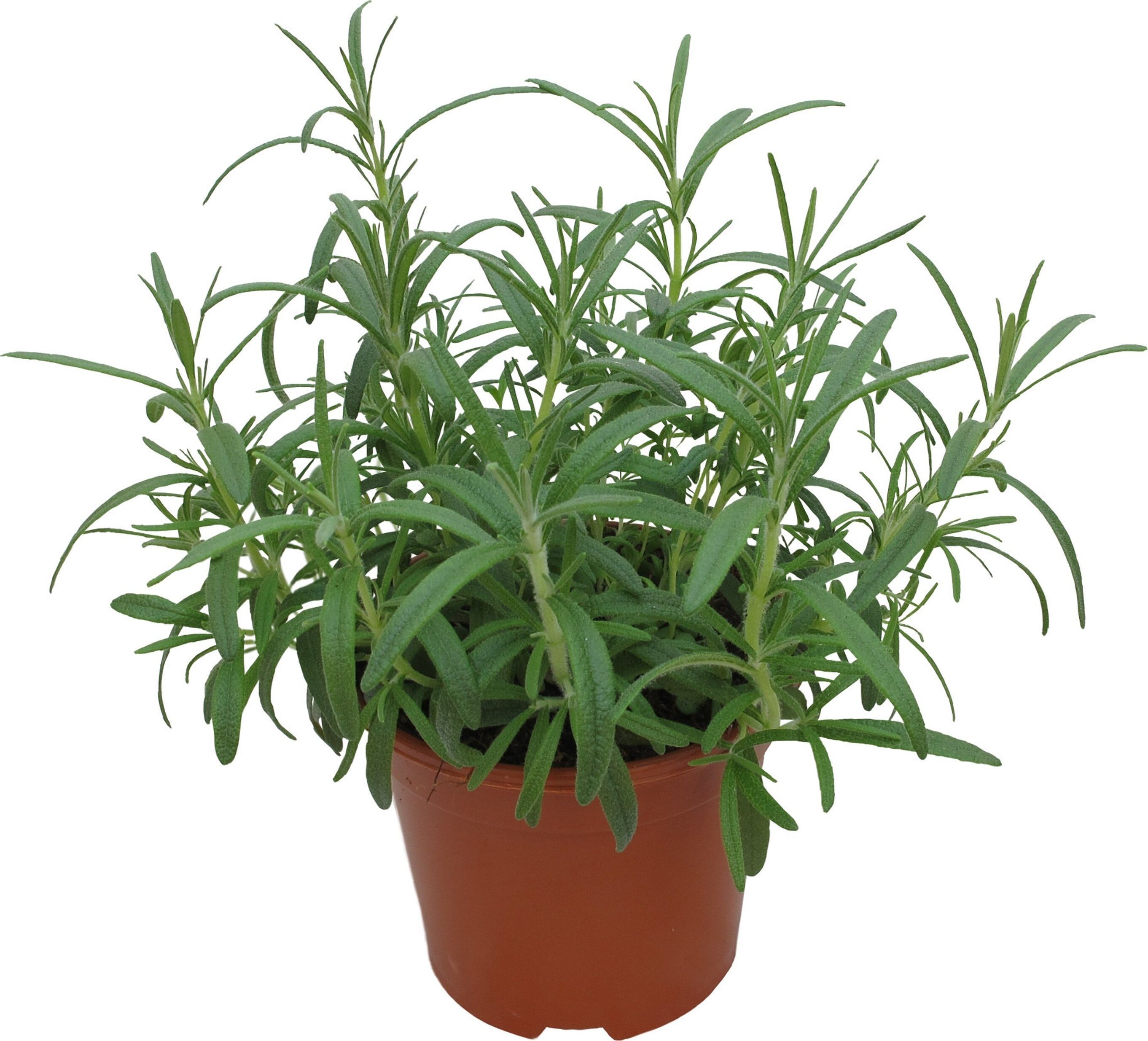 Изображение товара Растение розмарин Агрохолдинг Московский D11 H20 - свежие ароматные веточки высота 20 см