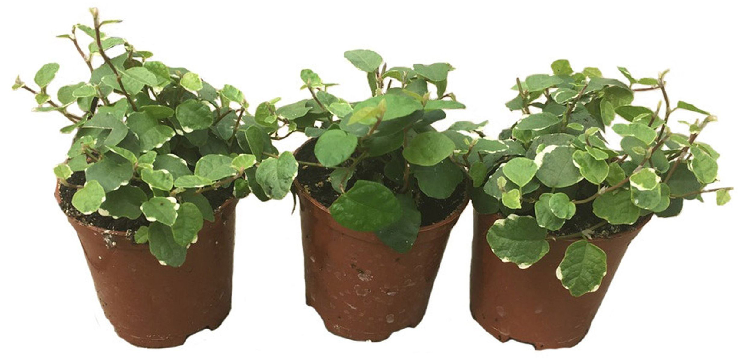 Изображение товара Фикус Пумила 15 см - Уникальное комнатное растение