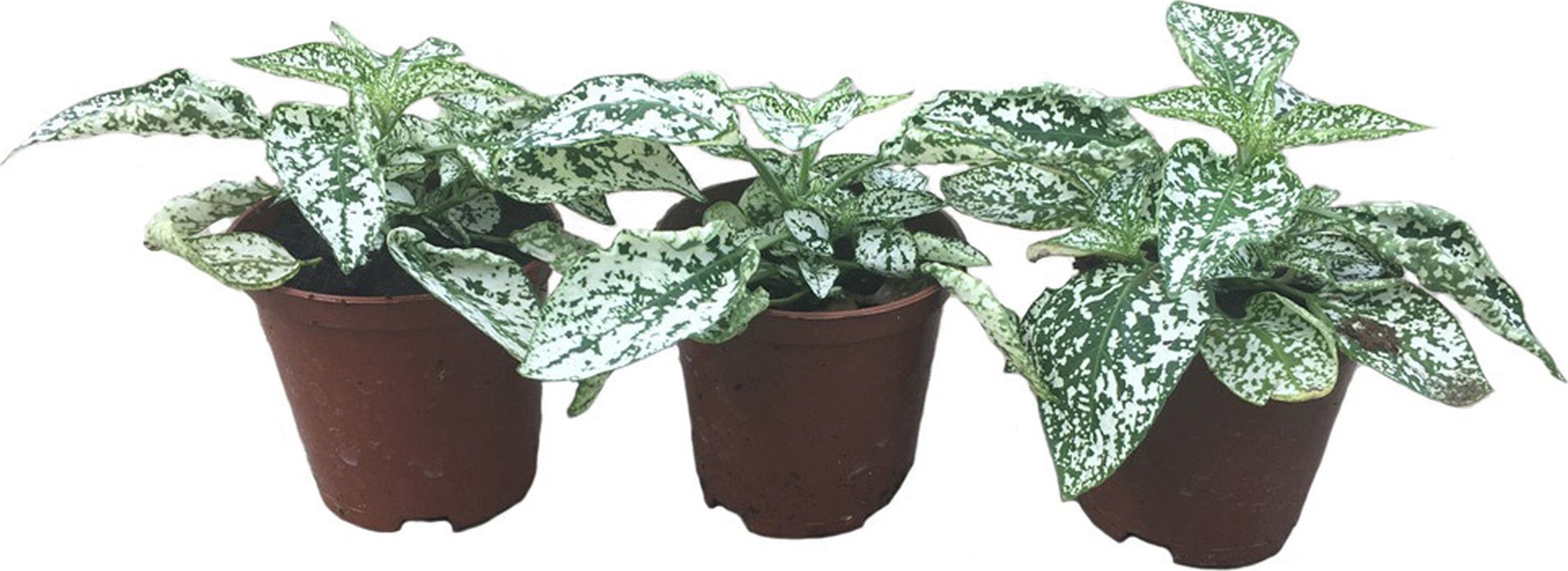 Изображение товара Растение Гипоэстес 15 см - декоративный комнатный кустарник для интерьера