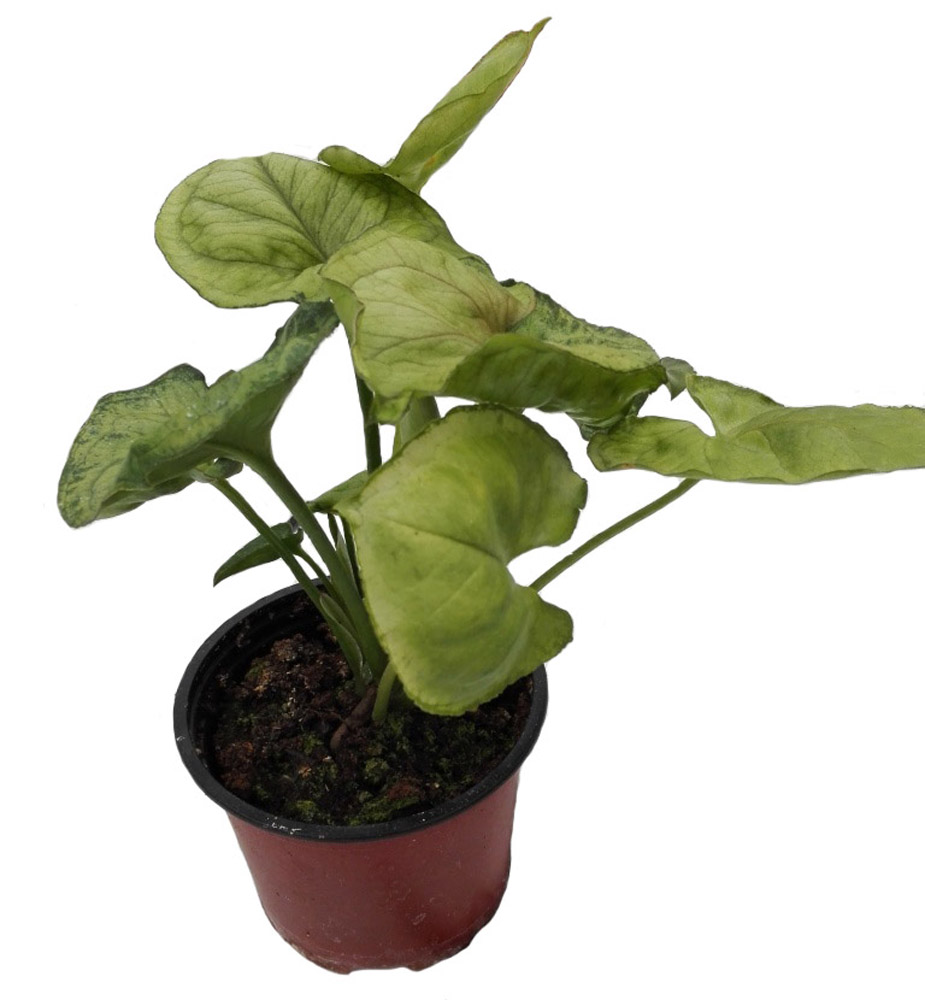 Изображение товара Растение Сингониум D7 Н15 - красивое и неприхотливое растение