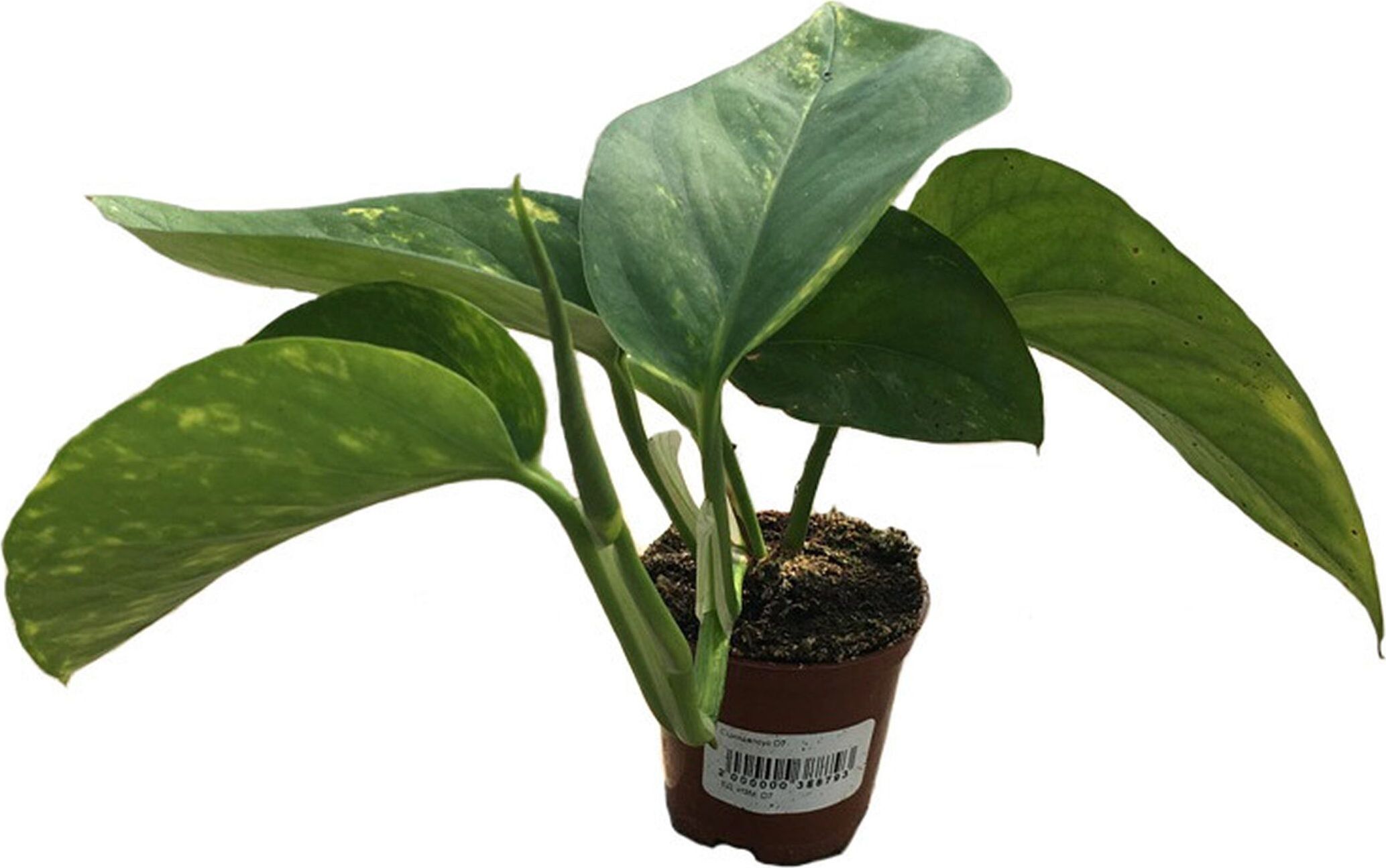 Изображение товара Растение Сциндапсус 15 см - декоративное комнатное растение для интерьера