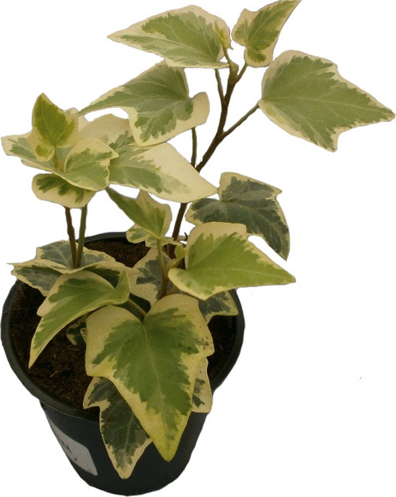 Изображение товара Растение Плющ 15 см декоративное лиственное зеленое