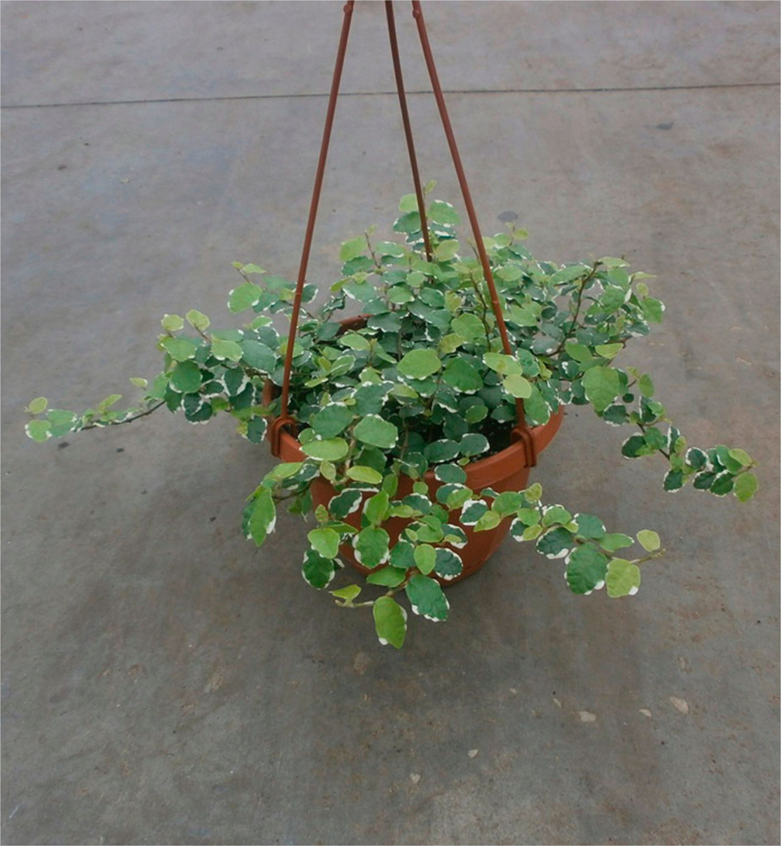 Изображение товара Комнатное растение Фикус Пумила 40 см декоративное зеленое