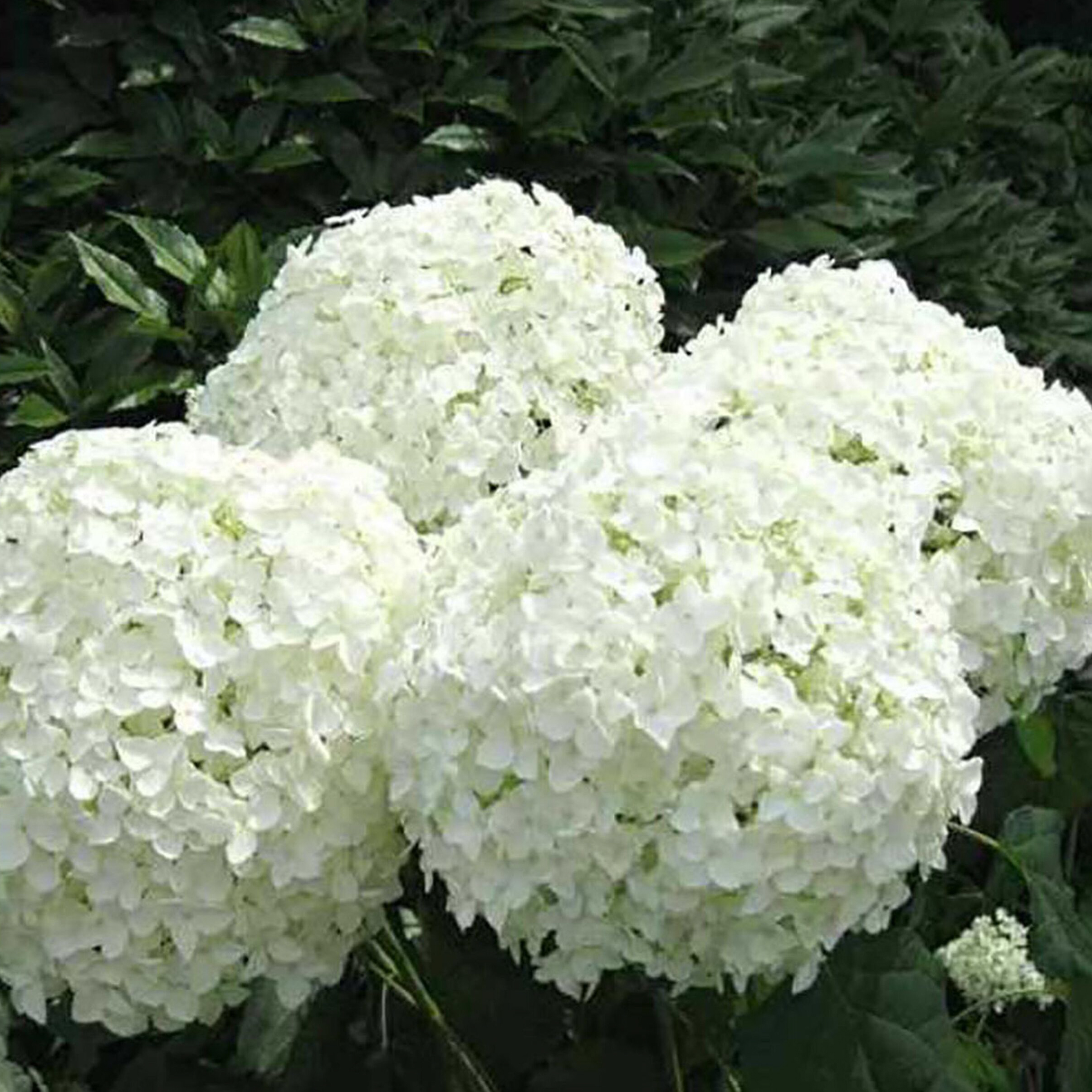 Изображение товара Гортензия древовидная Аннабель Blooming Life с закрытой корневой системой