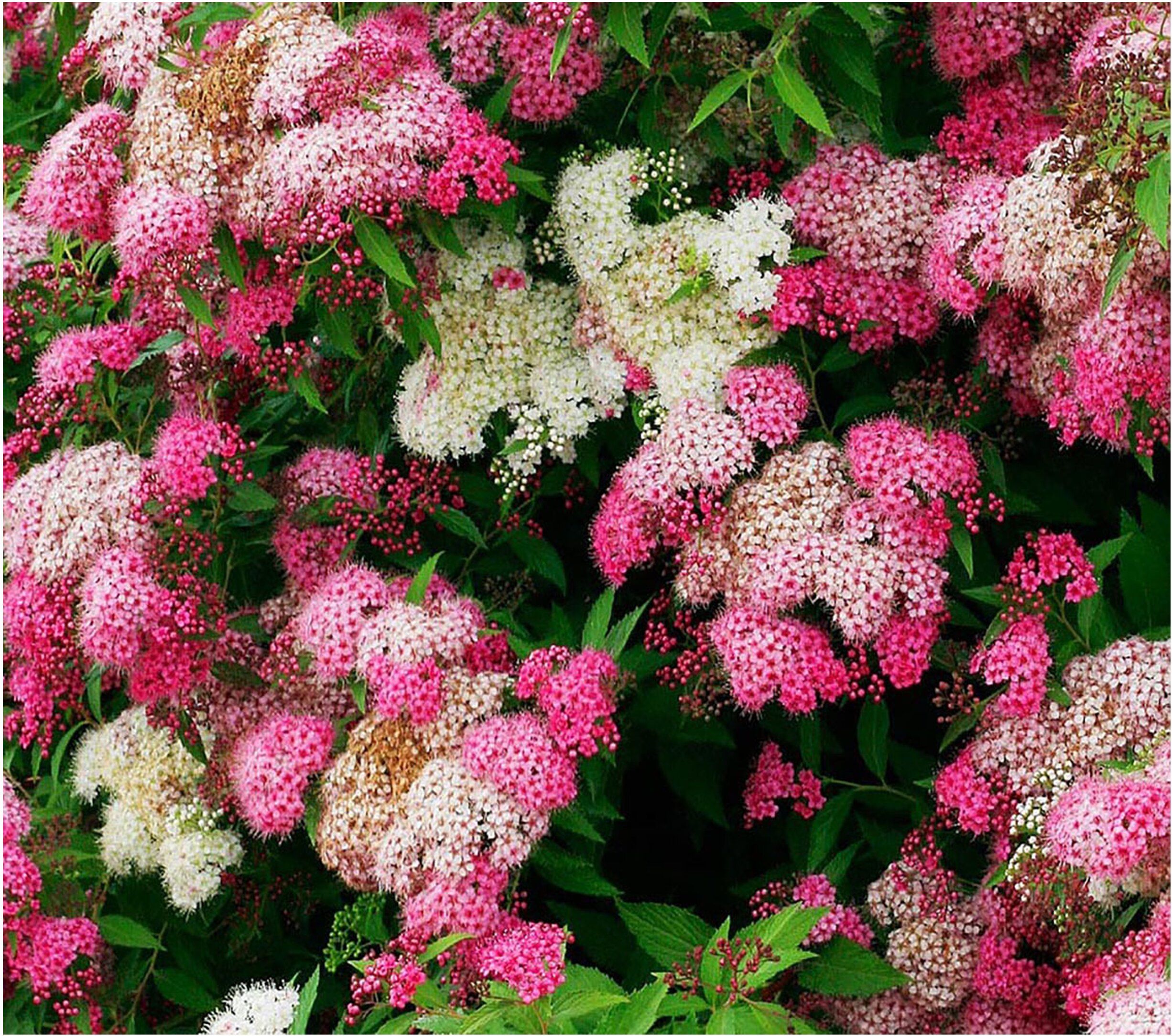 Изображение товара Саженец Спирея японская Широбана Blooming Life в тубе