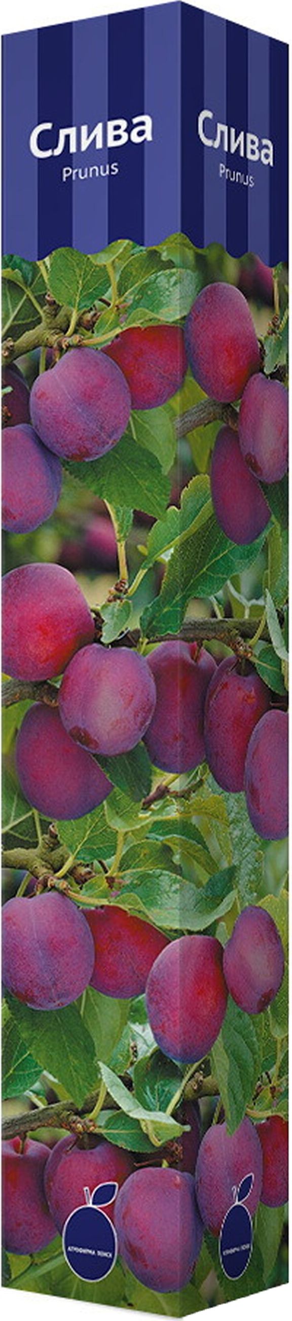 Изображение товара Саженец Слива С1 H60 в ассортименте