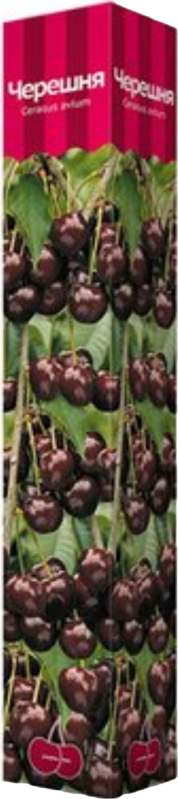 Изображение товара Растение Черешня ПОИСК С1 H60  в ассортименте