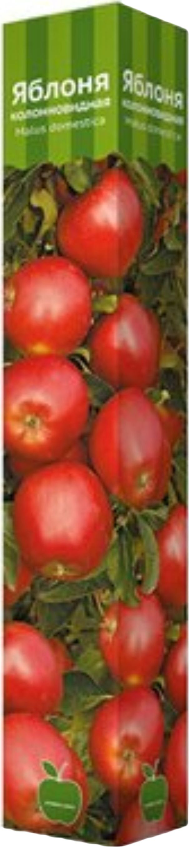Изображение товара Растение Яблоня ПОИСК С1 H60 в ассортименте