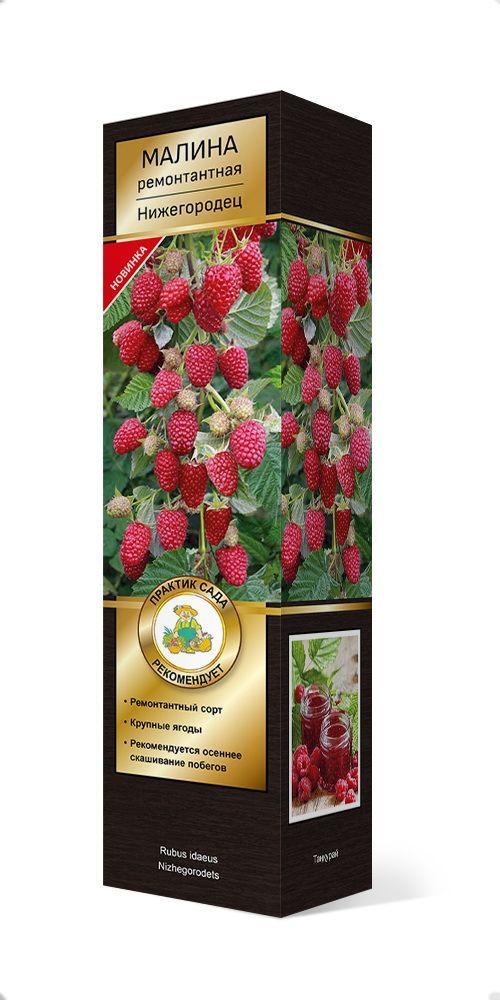 Изображение товара Растение малина Нижегородец ремонтантный раннего срока созревания