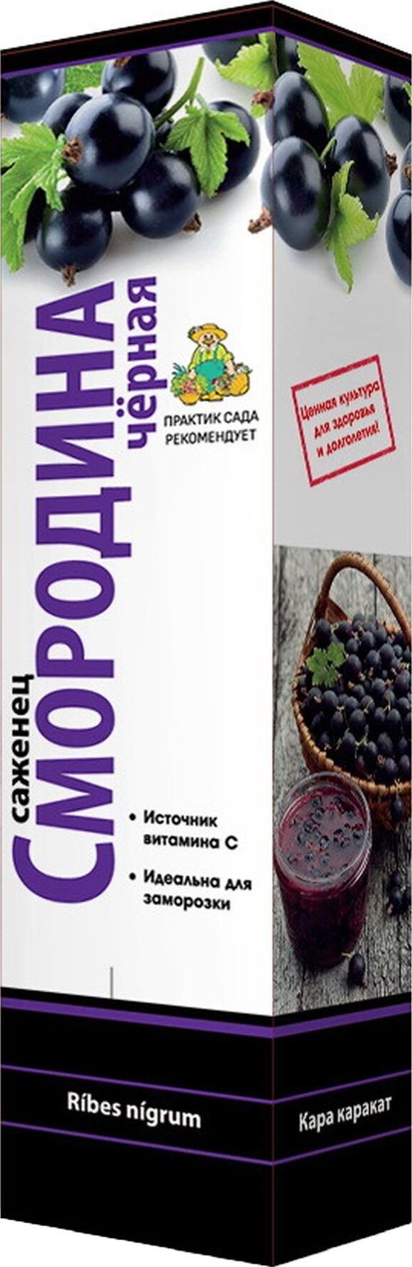 Изображение товара Саженец Смородина черная Изюмная С1 Н37 – зимостойкий с крупными ягодами