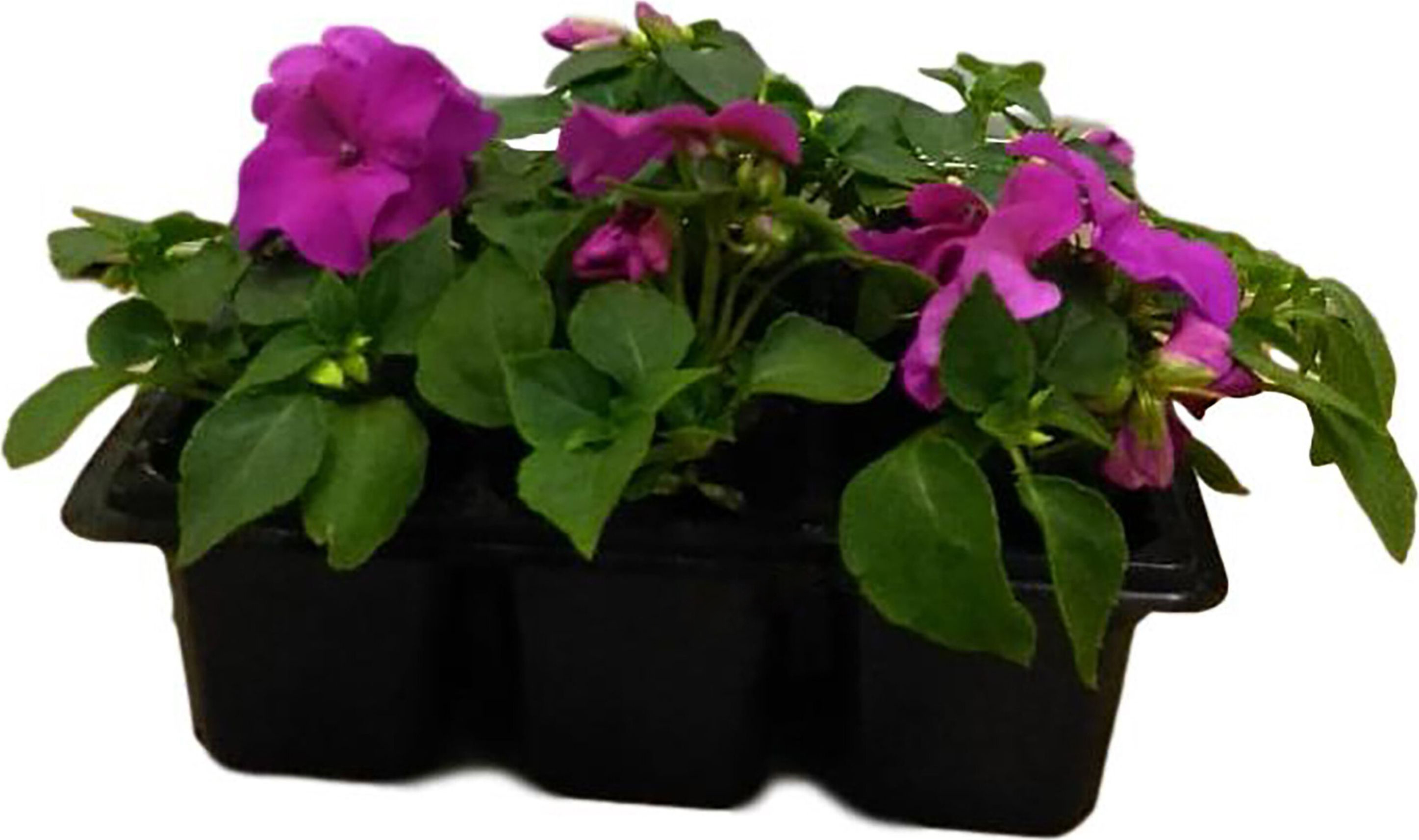 Изображение товара Рассада Бальзамин Валлера в кассете 6 шт