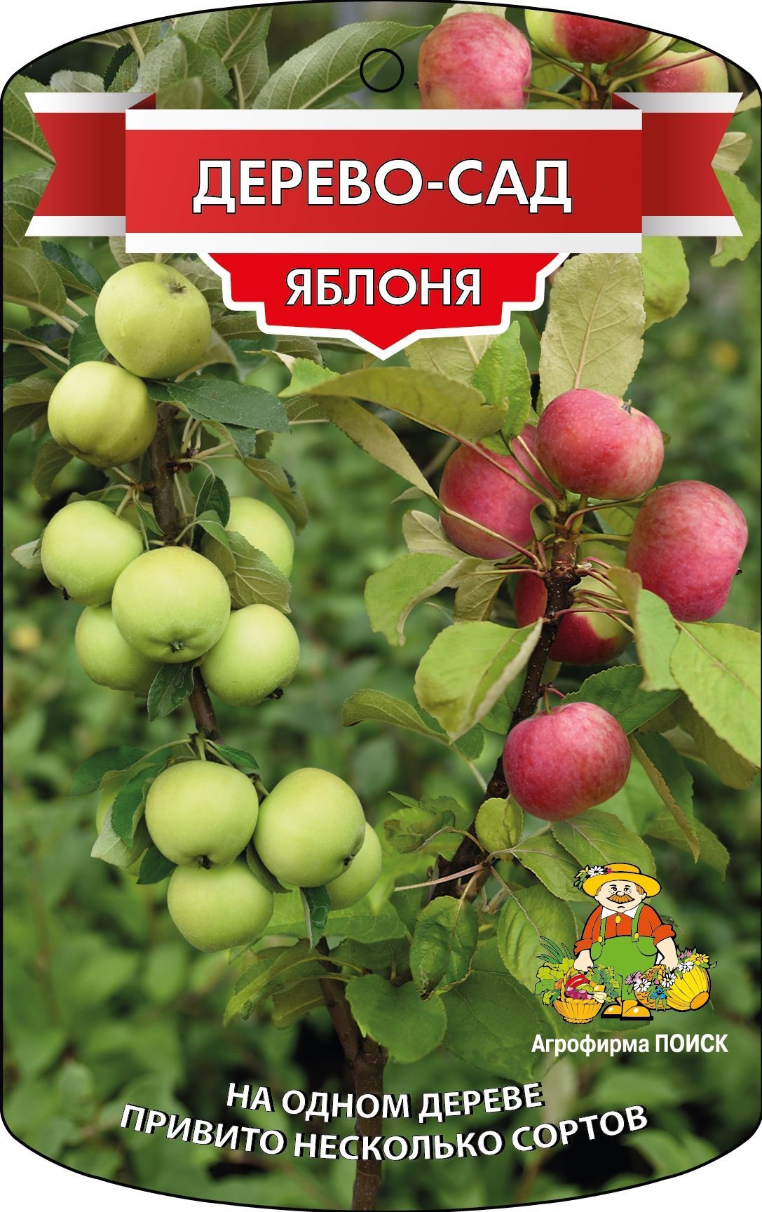 Изображение товара Саженец Яблоня Дерево-Сад C7,5 Н160 многолетняя декоративная и плодовая высокорослая