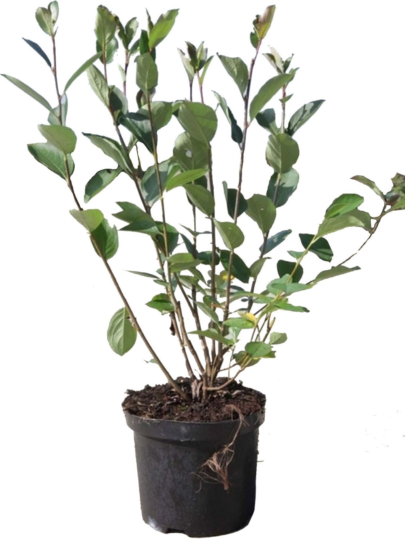 Изображение товара Растение Рябина плодовая ПОИСК C7,5 Н150  в ассортименте