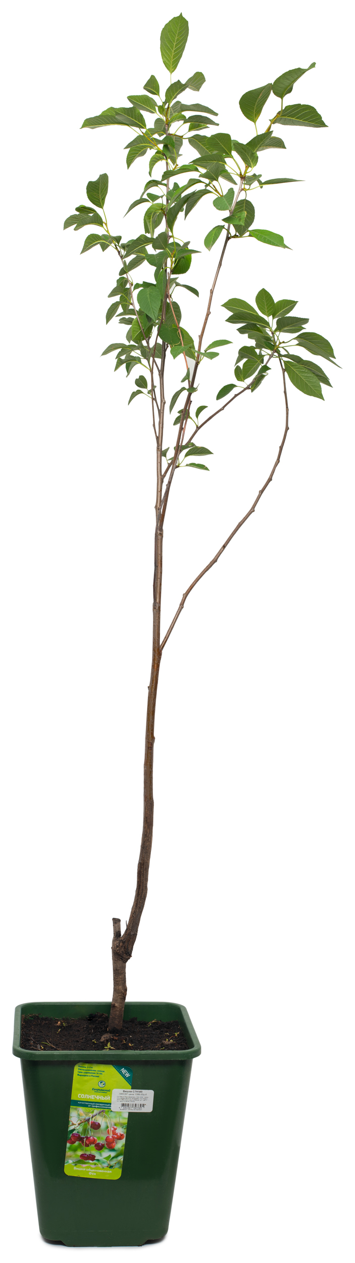 Изображение товара Растение Вишня Егорьевский тепличный комбинат С7 Н160