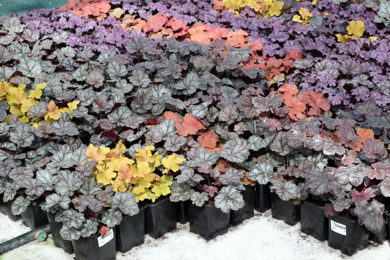 Изображение товара Многолетнее декоративное растение Гейхера в ассортименте