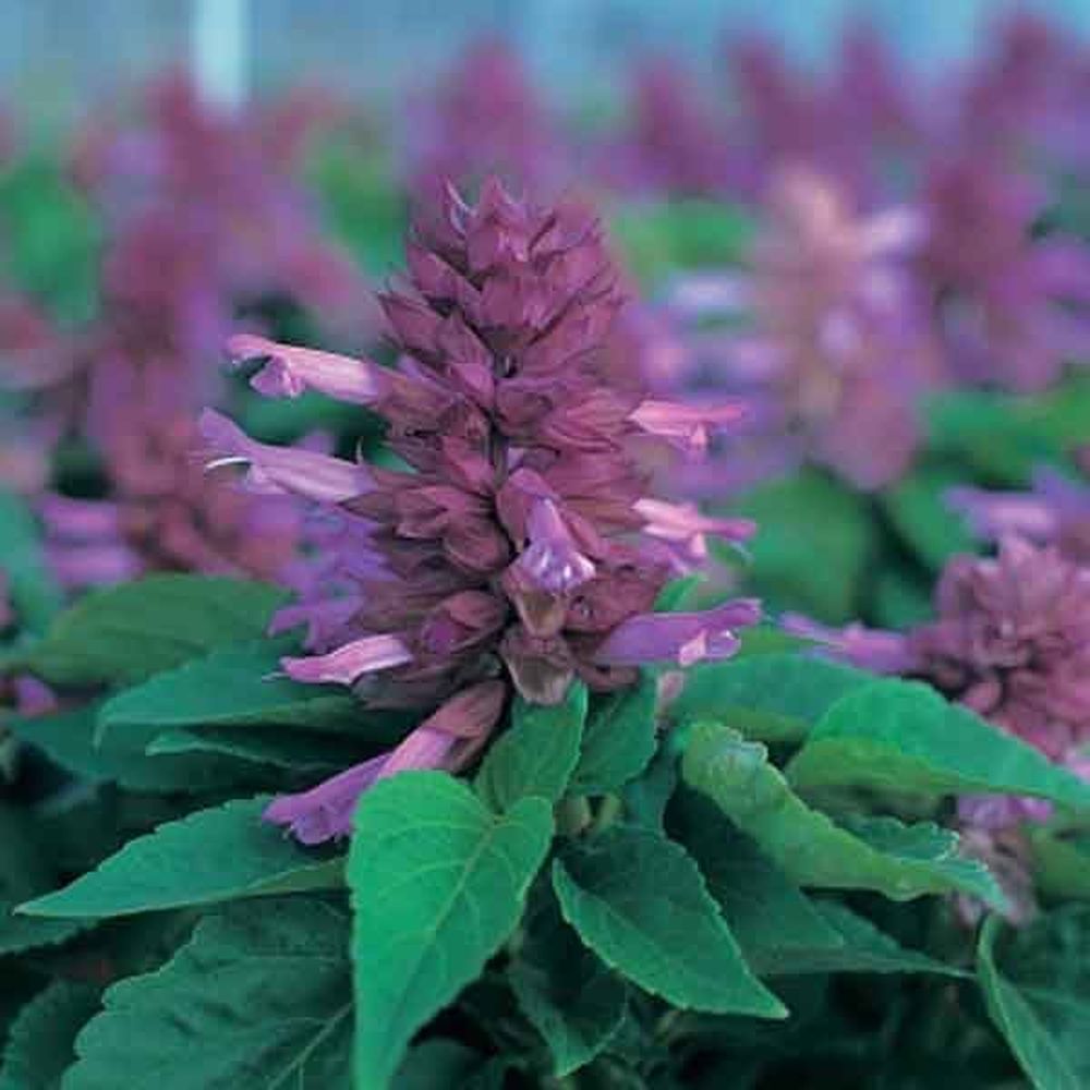 Изображение товара Растение Сальвия Р9 Н20 - декоративное многолетнее растение для сада и цветников