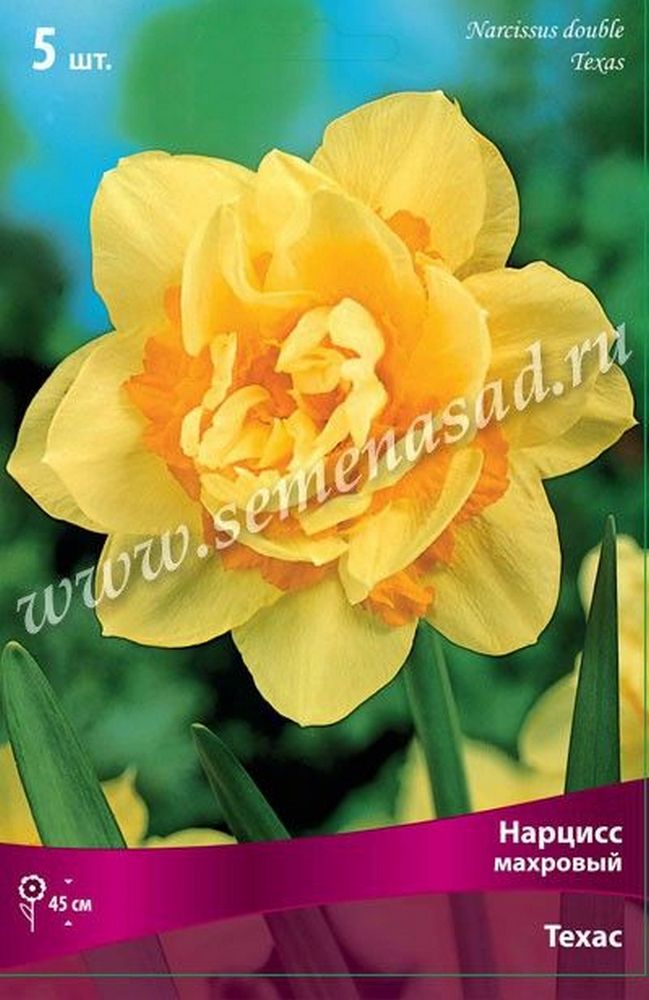Изображение товара Луковицы нарцисса ПОИСК Техас 3 шт