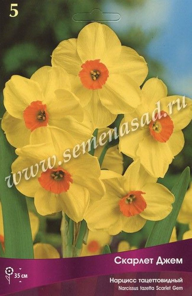 Изображение товара Луковицы Нарцисса ПОИСК Скарлет джем 3 шт для цветения в саду и клумбе
