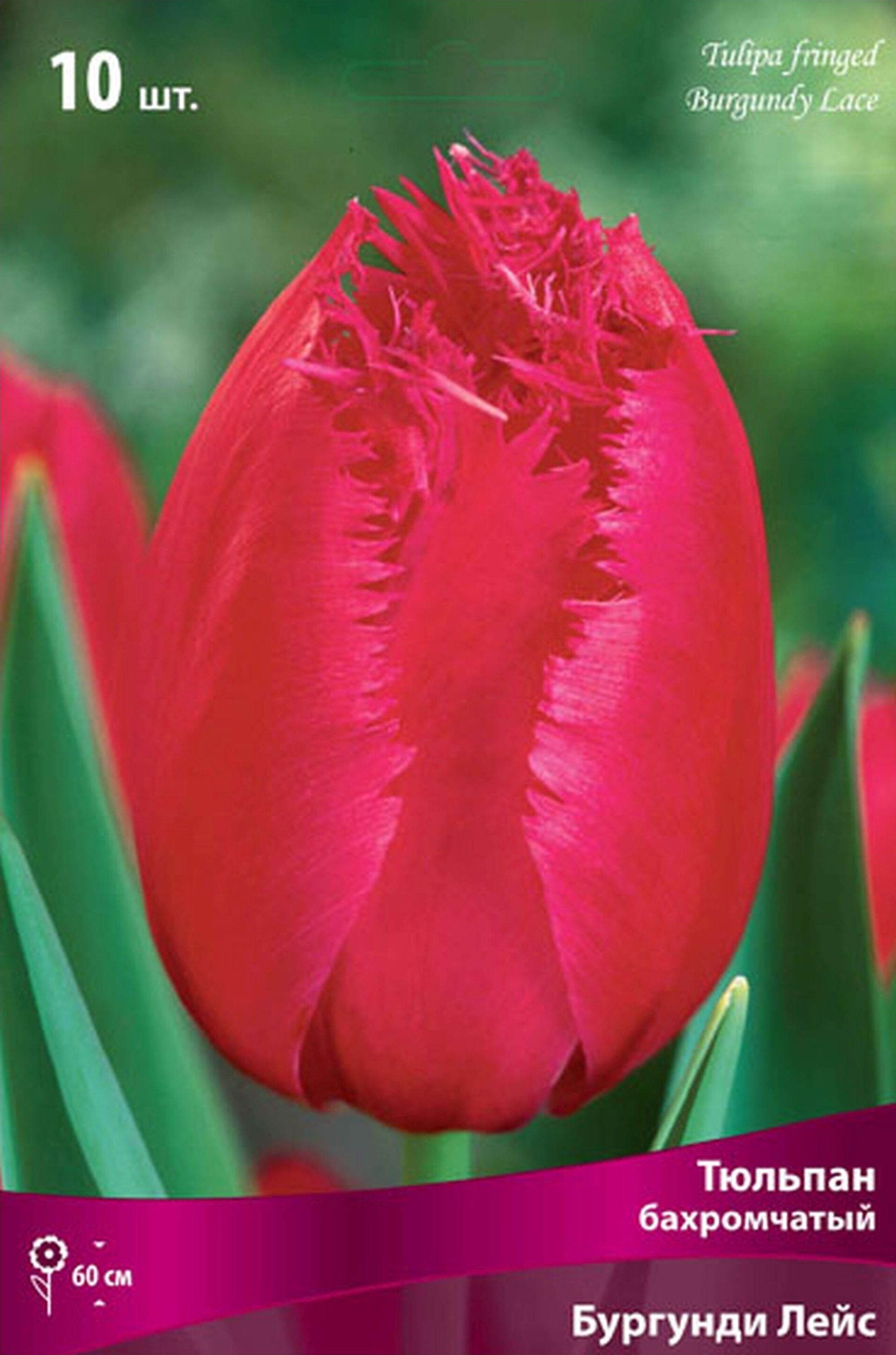 Изображение товара Луковицы тюльпана ПОИСК Бургунди Лейс 3 шт