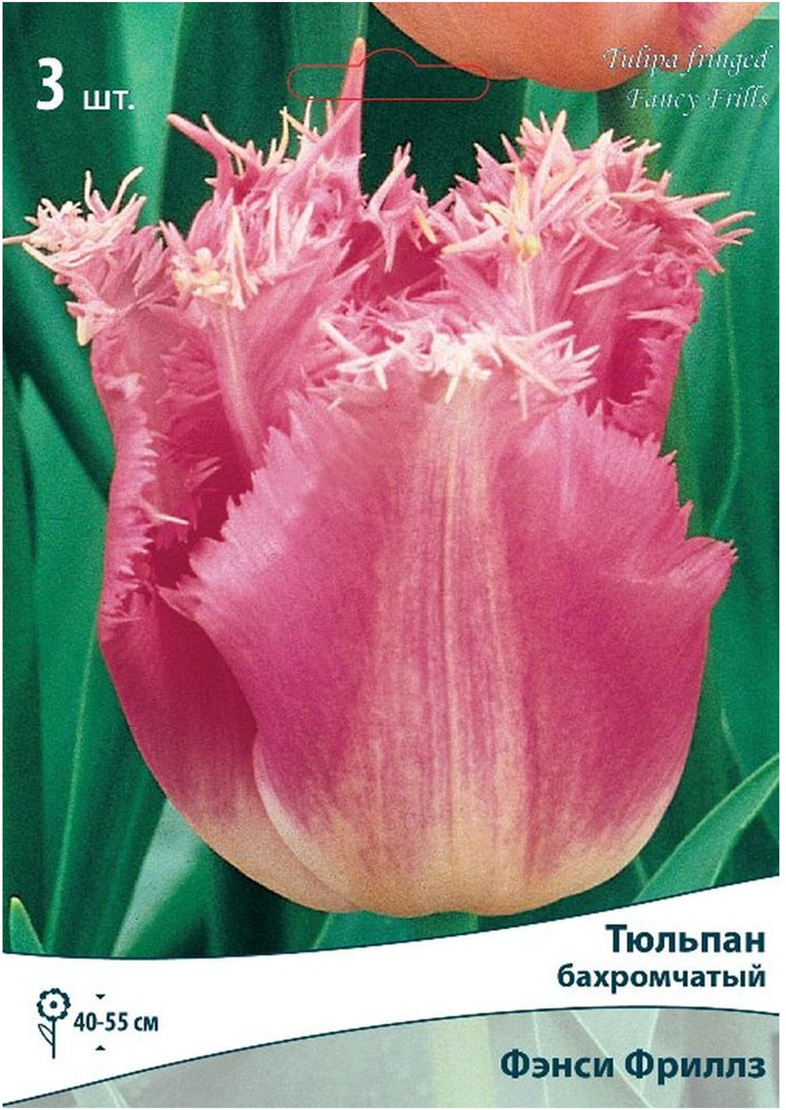 Изображение товара Луковицы тюльпана бахромчатого ПОИСК Фэнси Фриллз 3 шт
