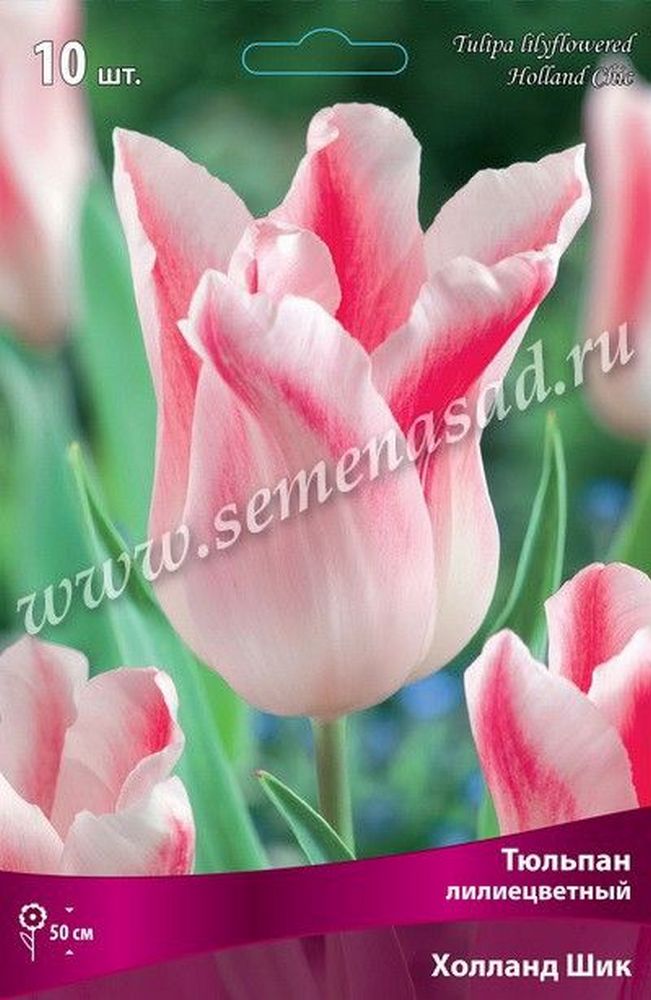 Изображение товара Луковицы тюльпана ПОИСК Холланд шик 3 шт
