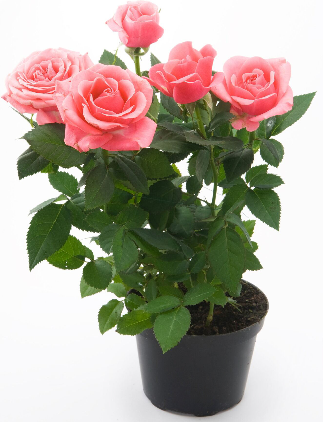 Роза Кордана микс d10 h25